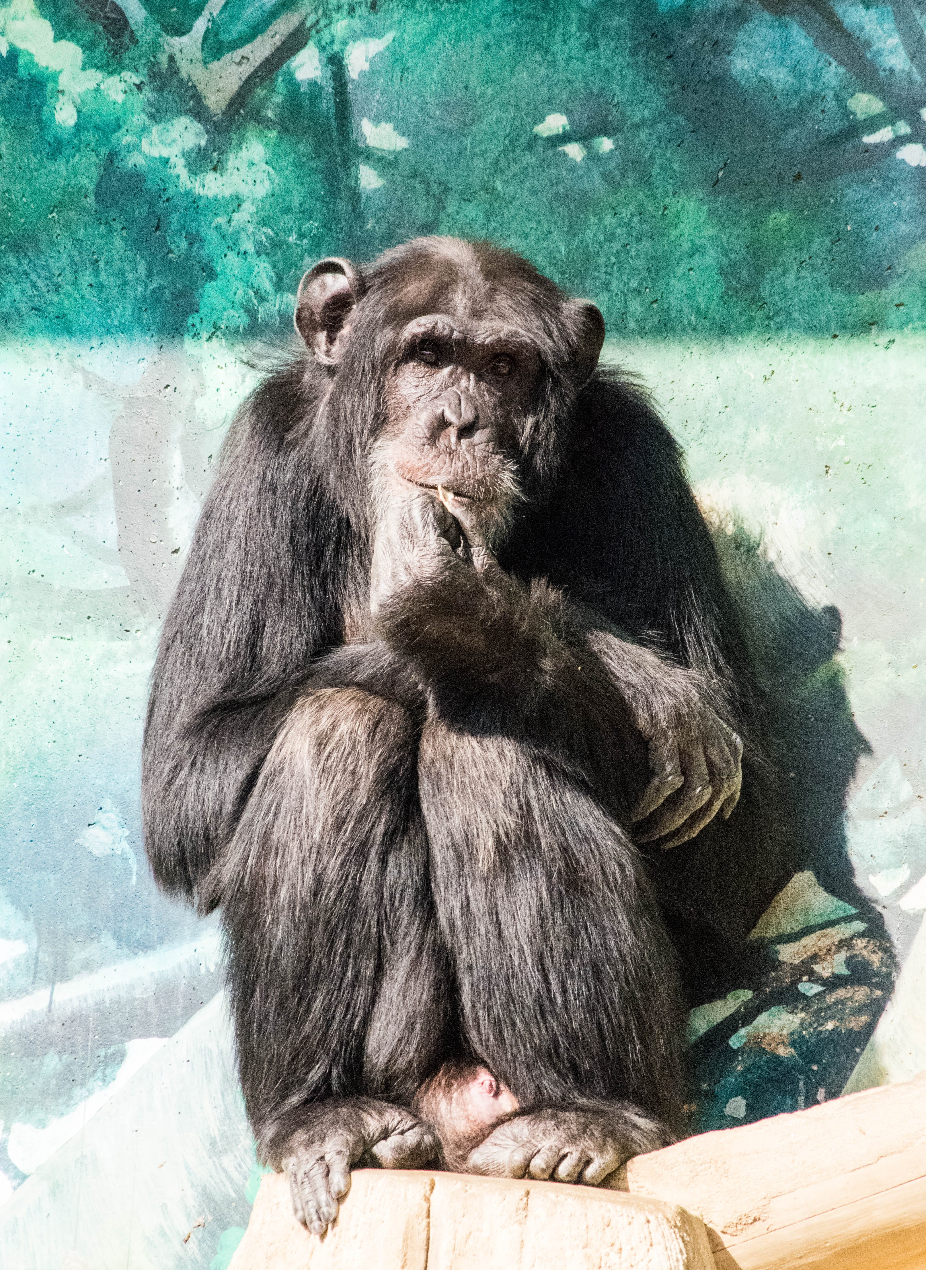animals in the wild, outdoors, Chimp, nature, mammal, zoo, people, looking, vertebrate, care, Animal, day, animals in captivity, sitting, 4K, animal wildlife, Phone HD Wallpaper