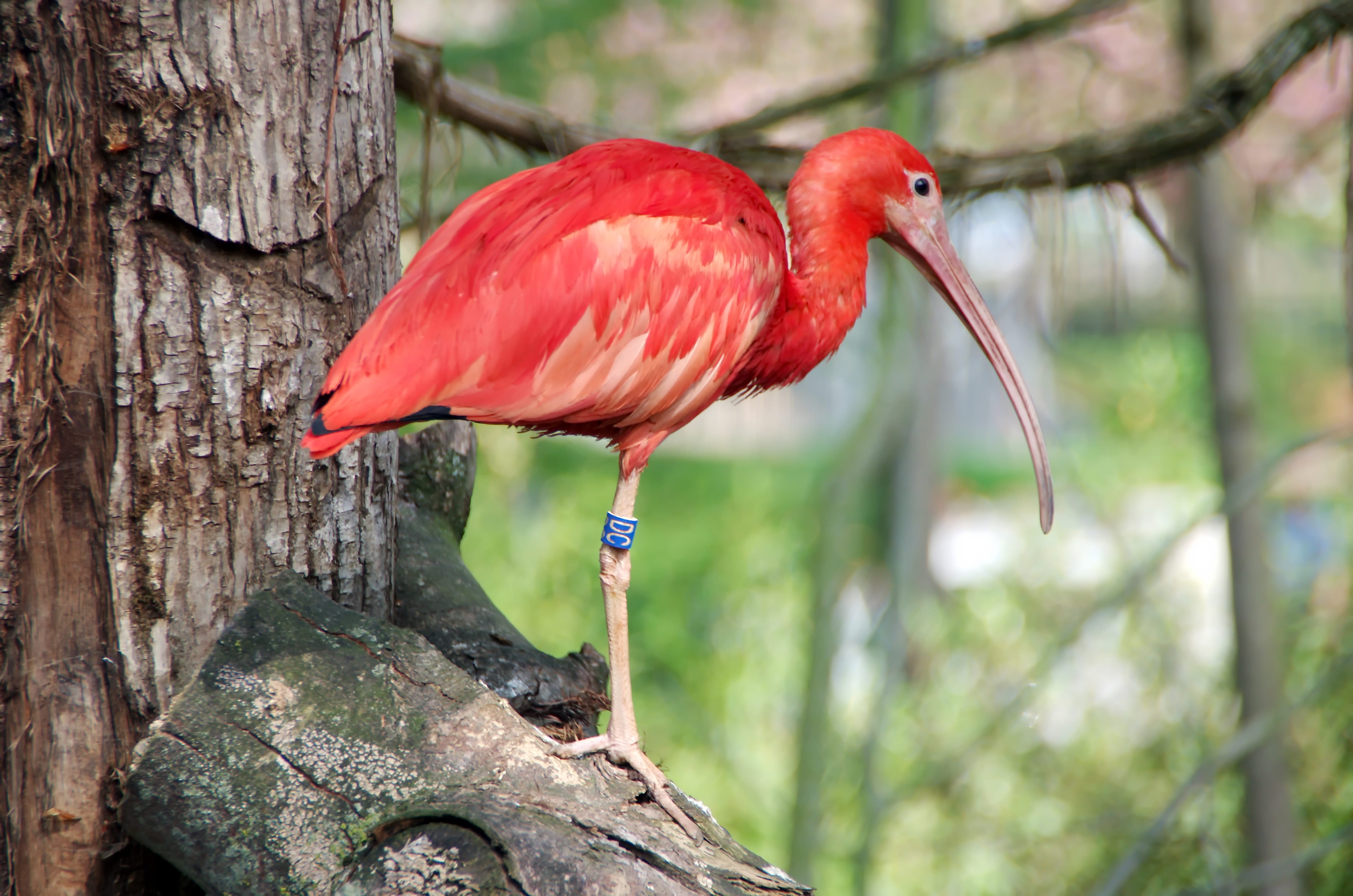 eudocibus ruber, vertebrate, full length, tree, scarlet ibis, focus on foreground, profile view, animal wildlife, plant, outdoors, one animal, day, red, HD Wallpaper