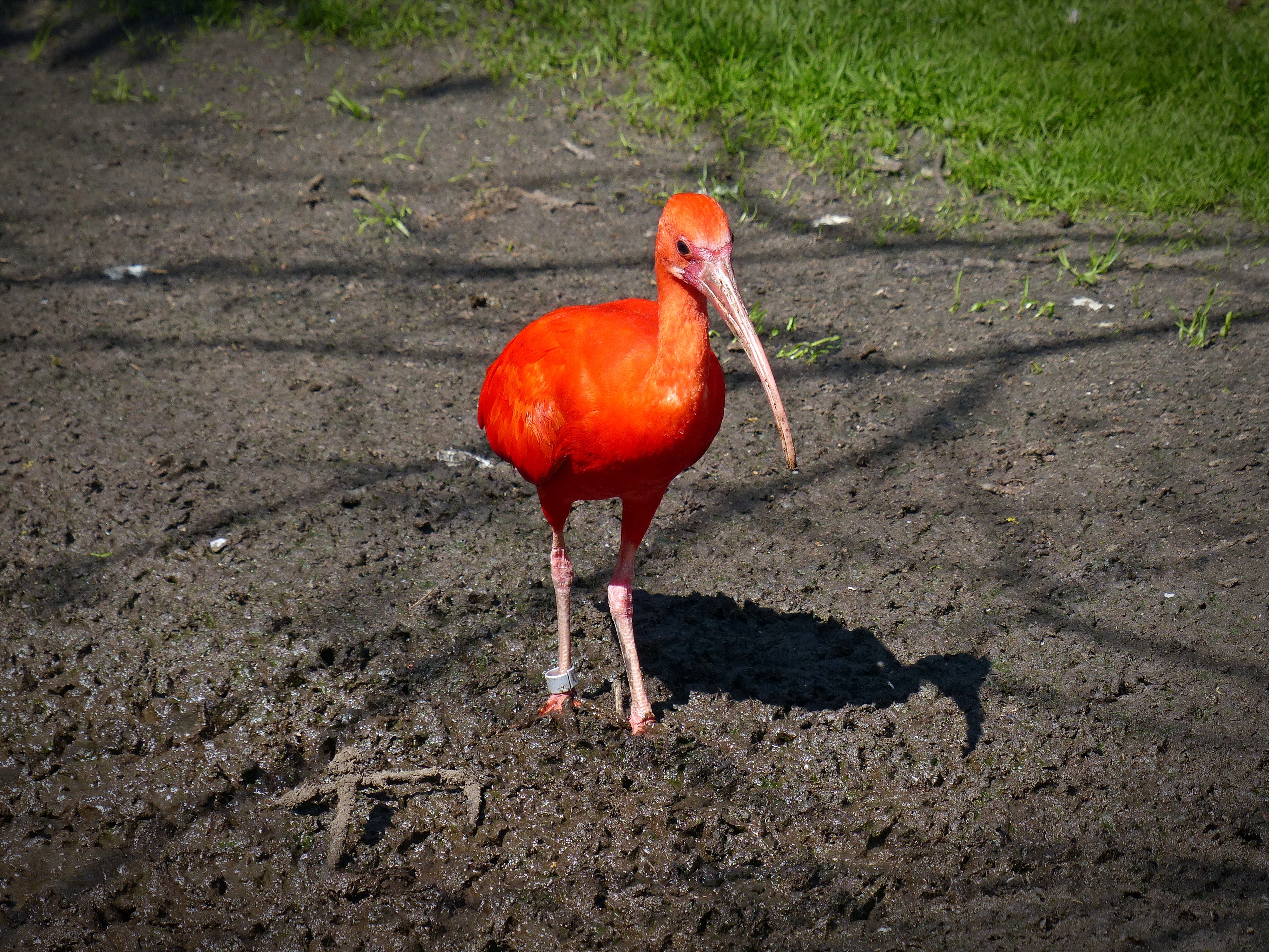 red ibis, grass, animals in the wild, vertebrate, outdoors, one animal, land, animal, glossy ibis, no people, scarlet ibis, ibis, swamp, animal body part, HD Wallpaper