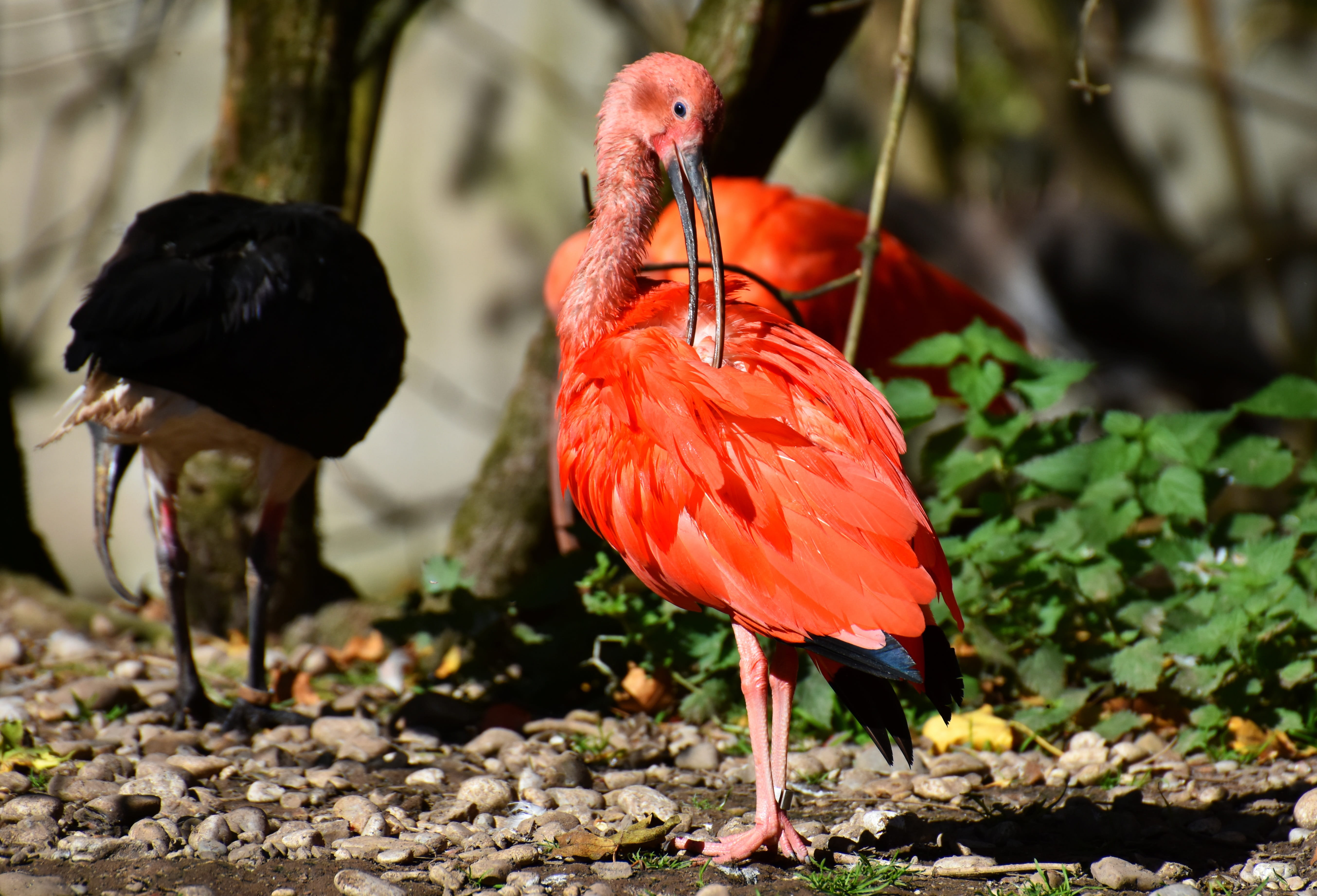 zoo, beak, 5K, animal, rock - object, animals in the wild, rock, two animals, selective focus, day, animal wildlife, focus on foreground, nature, perching, HD Wallpaper
