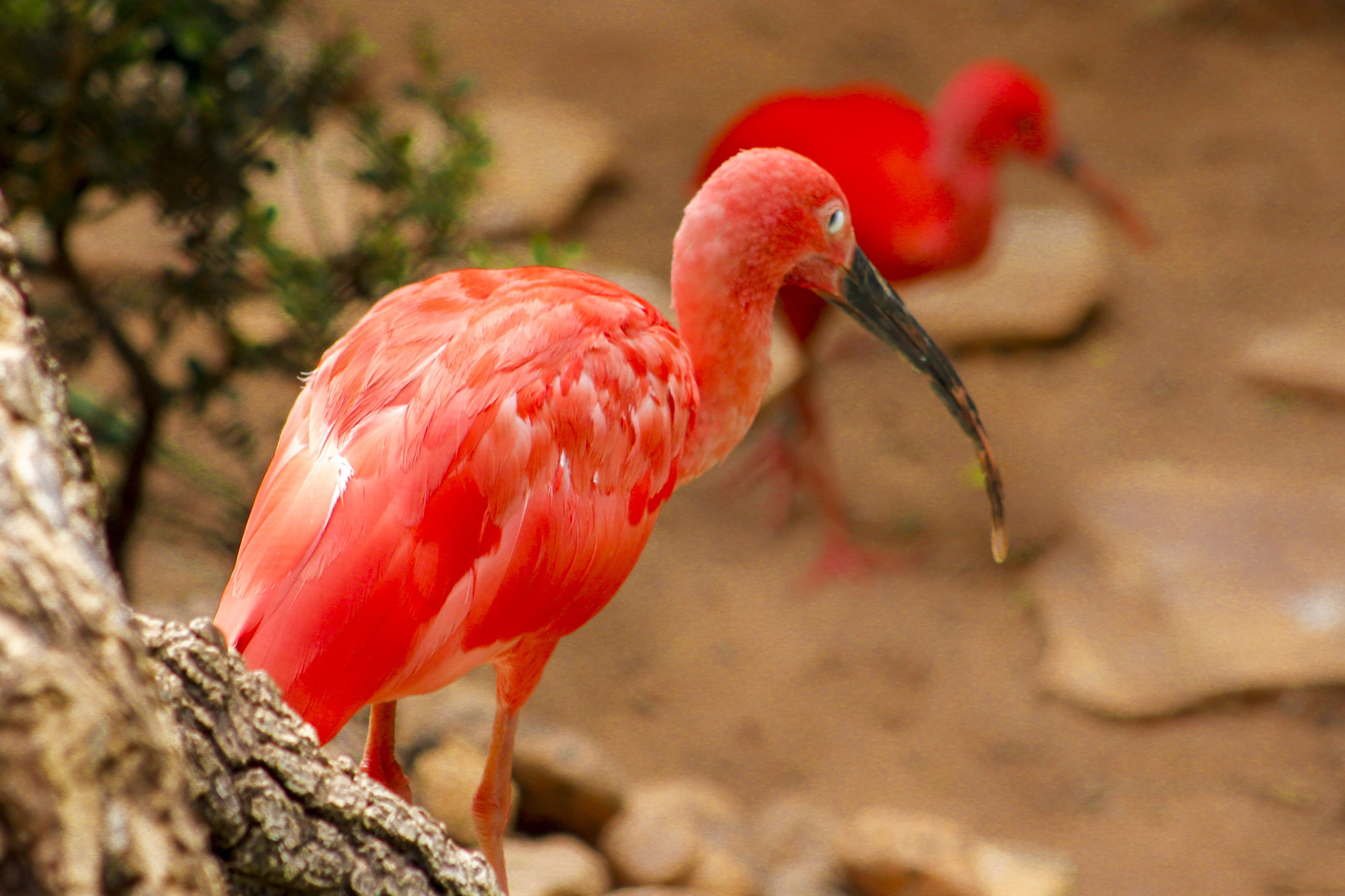 4K, perching, day, animal head, animal photography, ibis, zoo, animals in the wild, full length, red, flamingo, beak, macro, animal, nature, animal themes, HD Wallpaper