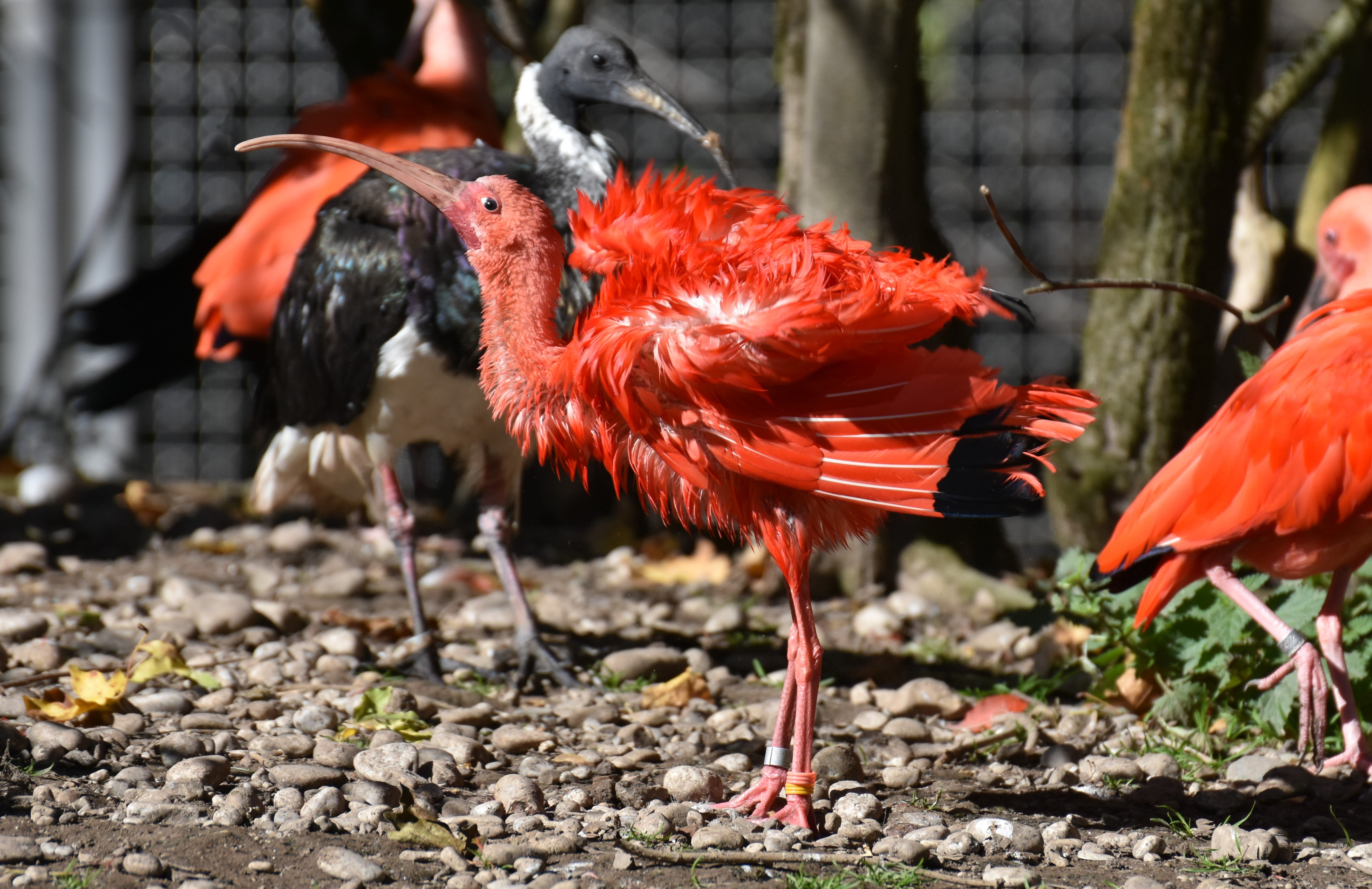 animals in the wild, rock, 5K, day, bird, animal body part, focus on foreground, close-up, orange color, zoo, nature, solid, scarlet ibis, no people, rock - object, HD Wallpaper