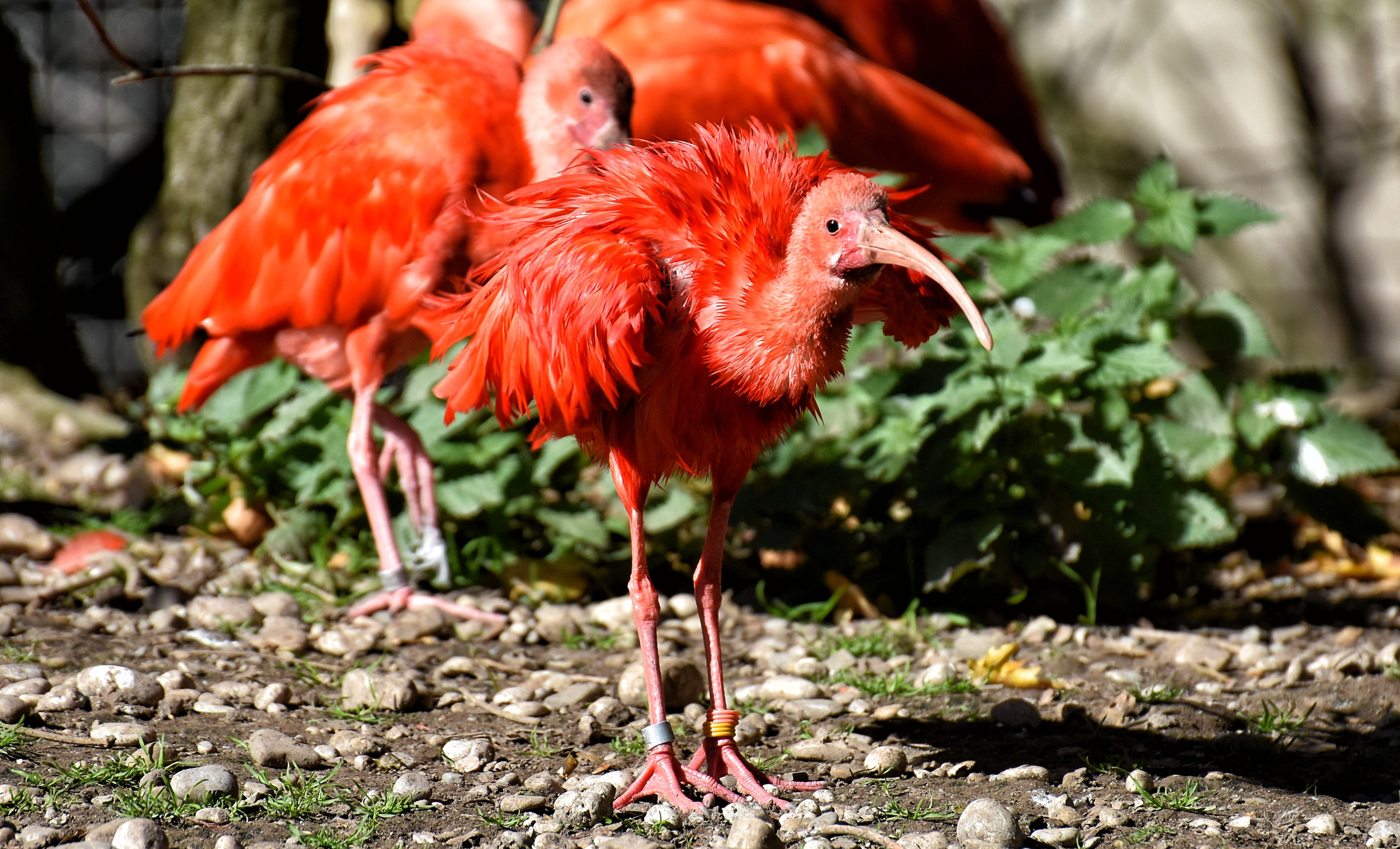 focus on foreground, chicken, zoo, domestic, scarlet ibis, chicken - bird, day, mammal, no people, domestic animals, animal, land, outdoors, red ibis, eudocimus ruber, HD Wallpaper