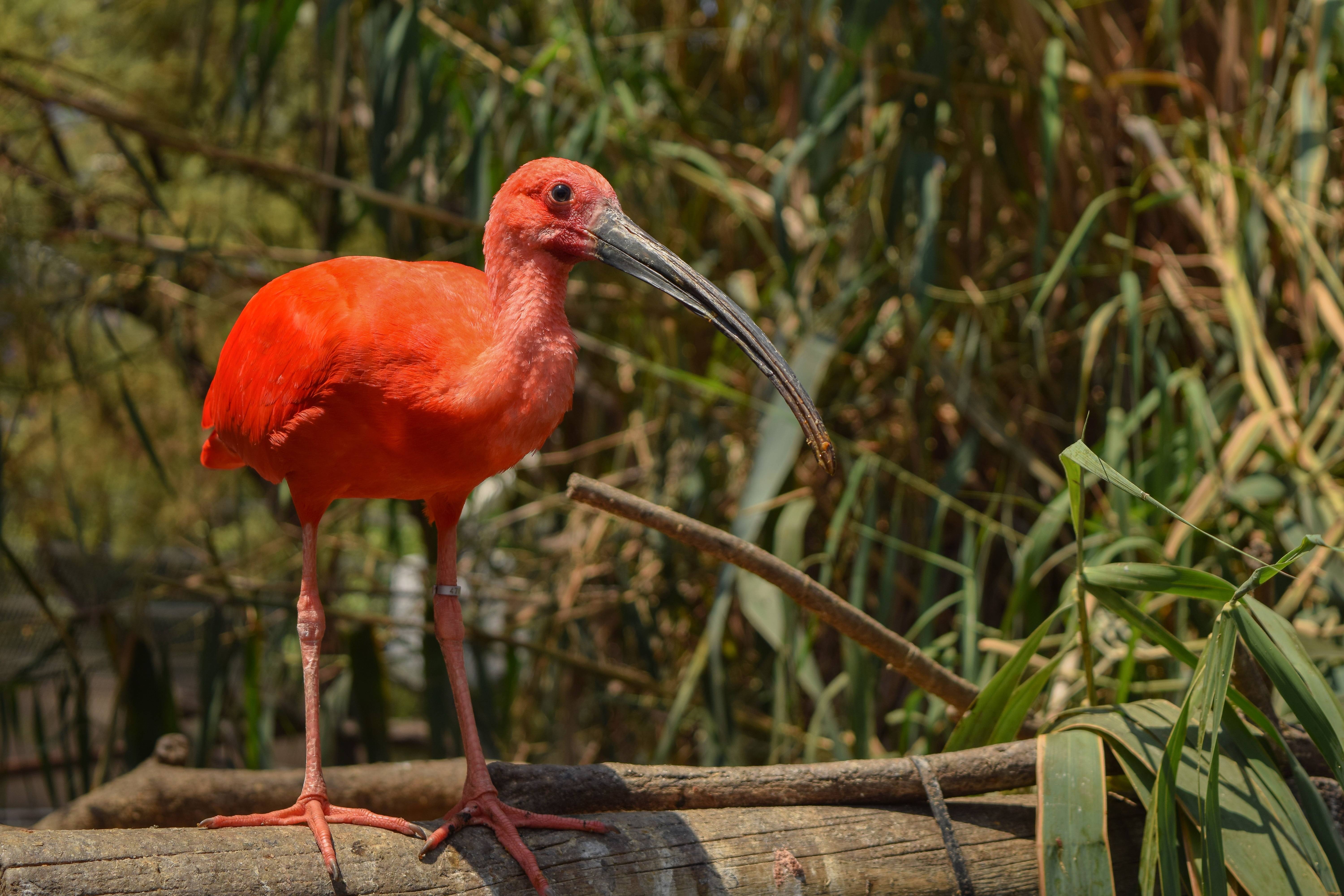 Scarlet Ibis, 5K, Bird, Ibis, Birds, HD Wallpaper