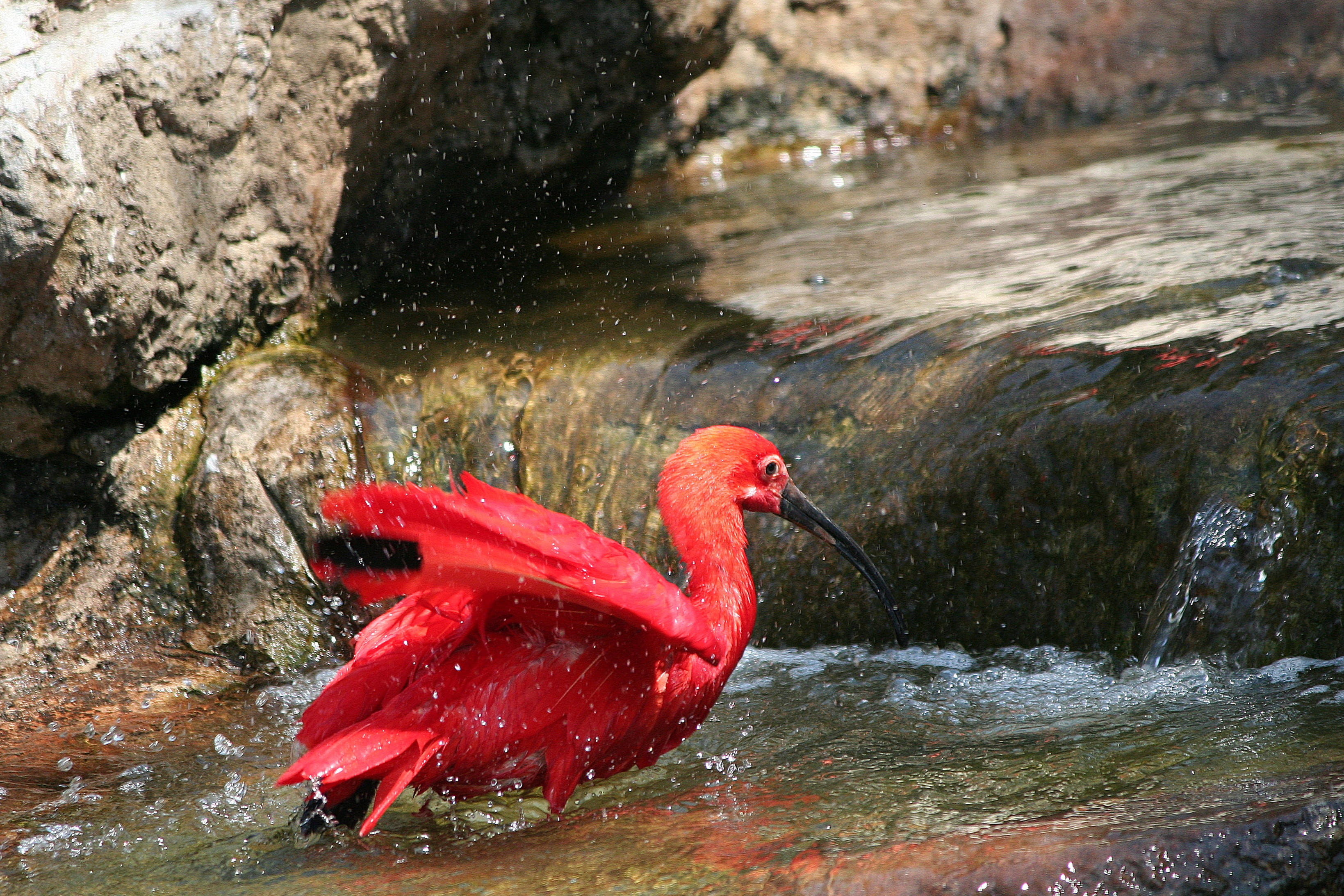 animals in the wild, day, animal wildlife, beauty in nature, water, lake, captive, monte bird park sa, bird, animal themes, rock, 2K, vertebrate, no people, HD Wallpaper
