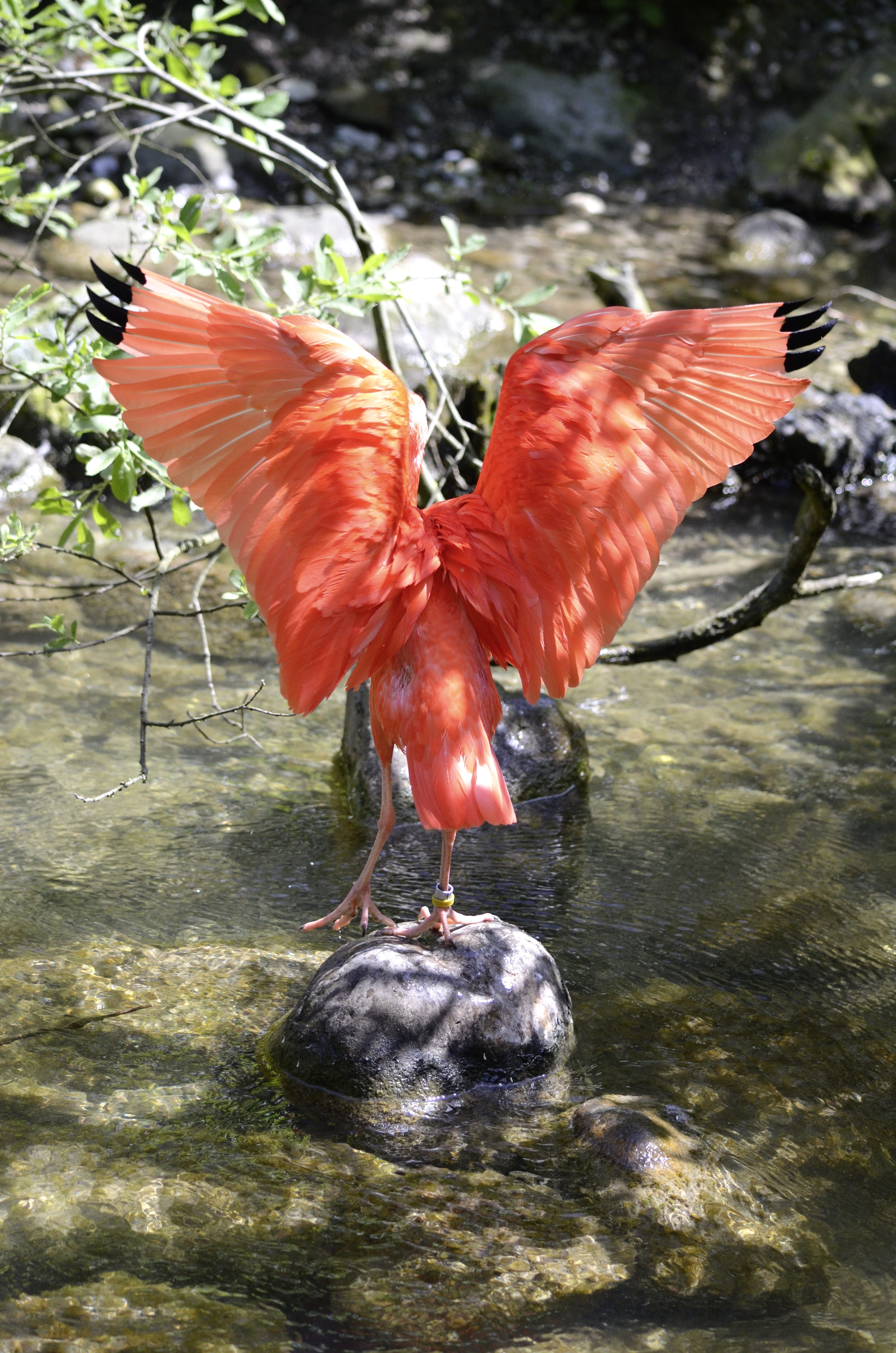 nature, day, bird, animals in the wild, animal wildlife, animal themes, spread wings, 4K, red bird, red, lake, flying, rock, rock - object, animal, animal neck, Phone HD Wallpaper