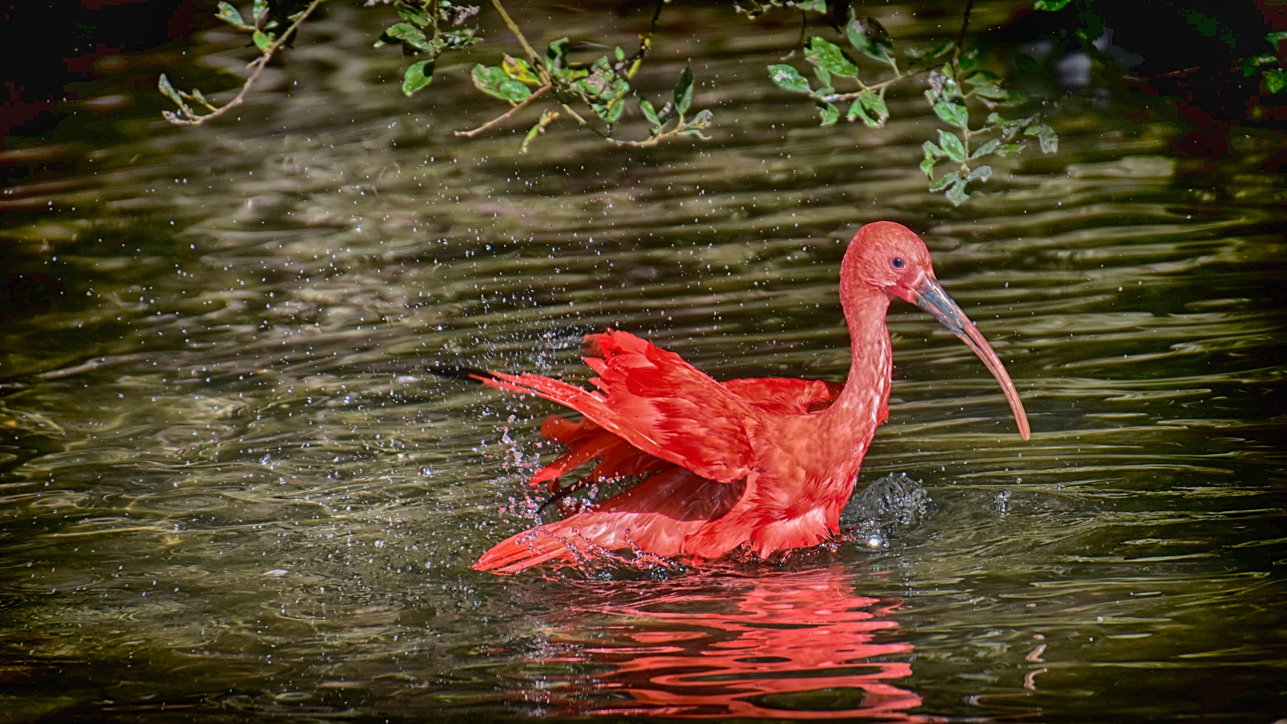 waterfront, nature, one animal, ibis, beak, animal themes, bird, day, outdoors, red, rippled, vertebrate, animal neck, no people, red ibis, water, swimming, HD Wallpaper