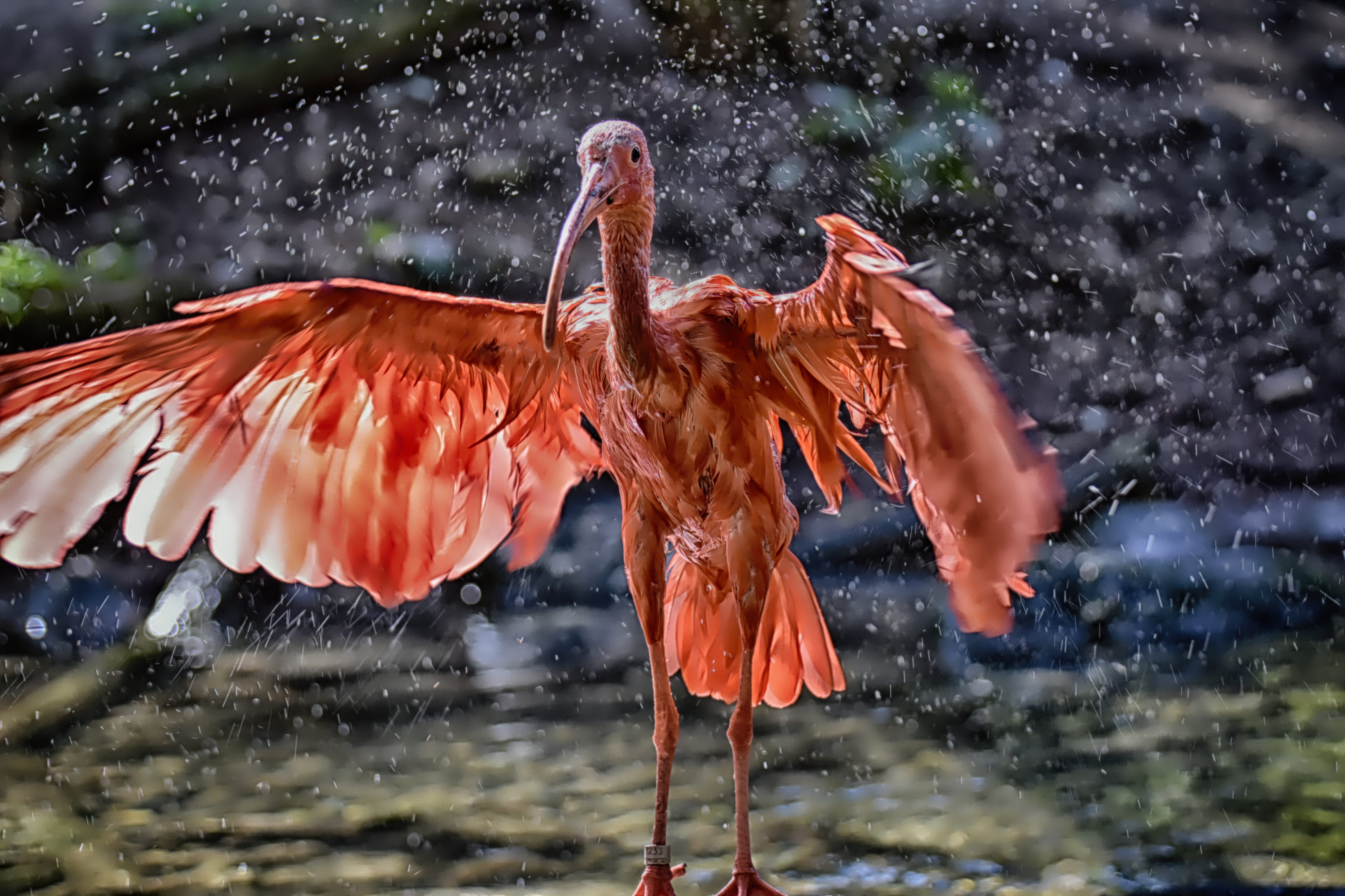 zoo, motion, animal, no people, spray, day, flying, animal wildlife, 5K, red ibis, orange color, eudocimus ruber, water, bird, nature, one animal, scarlet ibis, HD Wallpaper