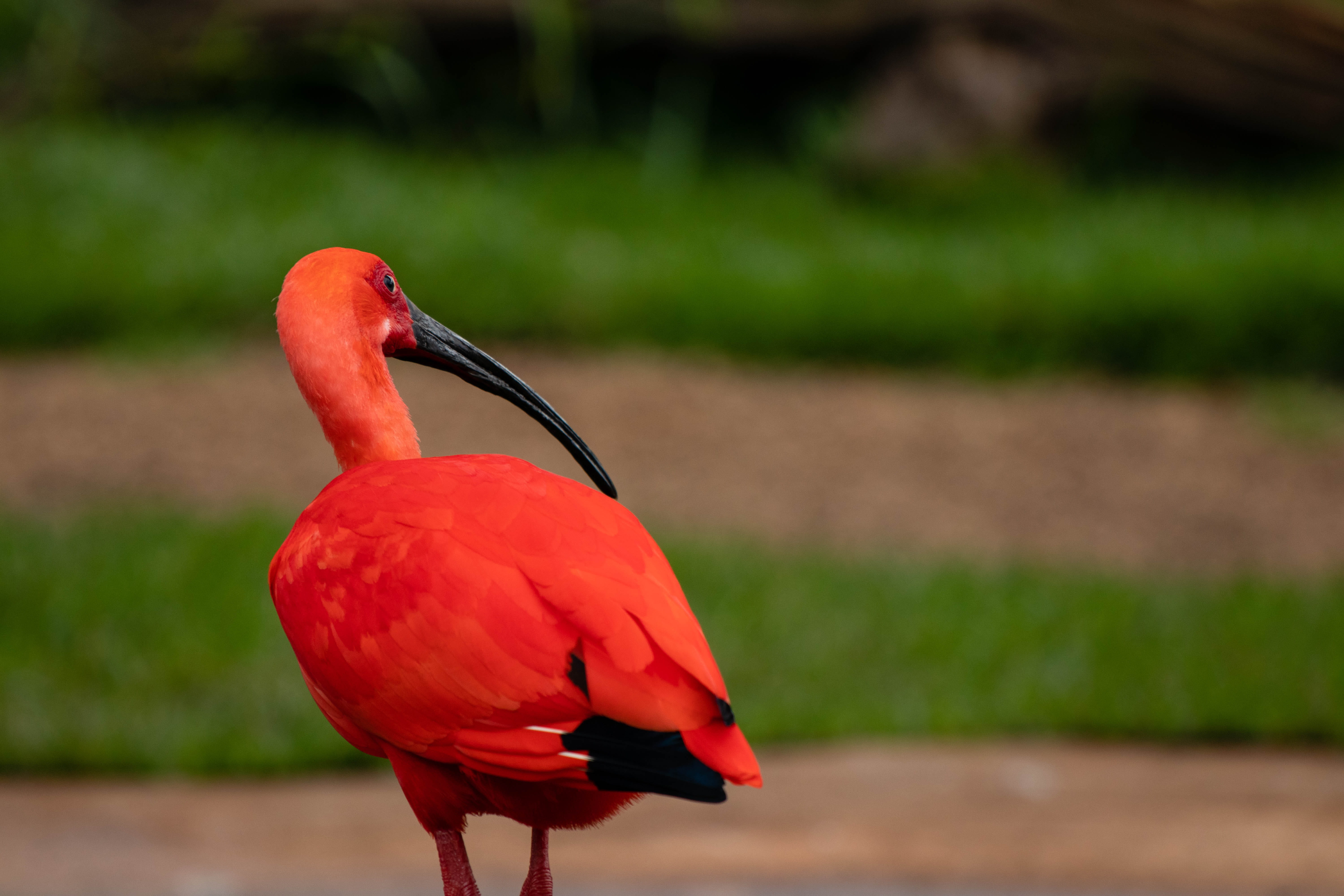 water, animal themes, macro, outdoors, waterfowl, one animal, no people, focus on foreground, grass, aquatic, full length, ibis, animal, field, tire, perching, HD Wallpaper