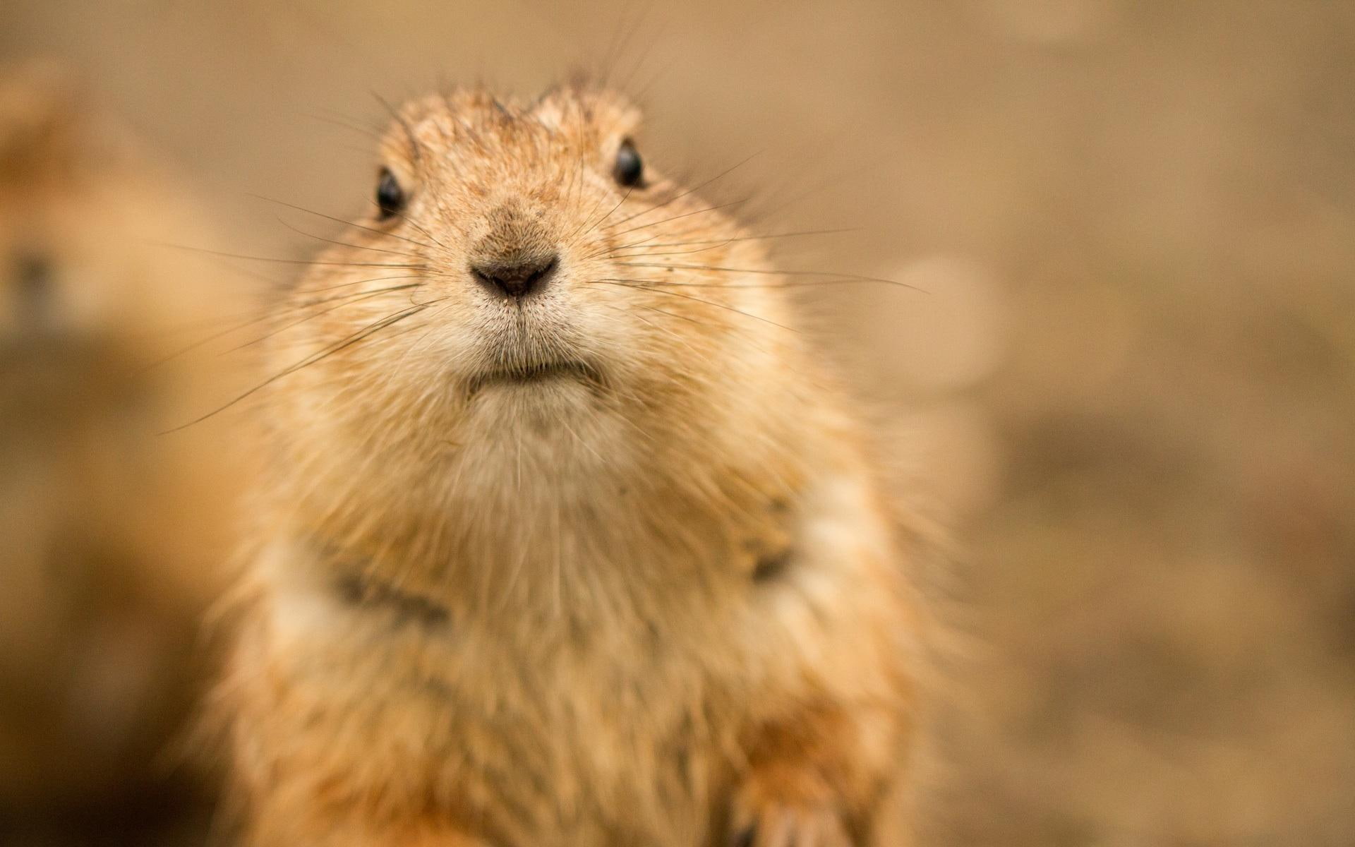 rodents, prairie dog, sweet, hello, photography, animals, cute, 1080P, funny, mammals, adorable, HD Wallpaper