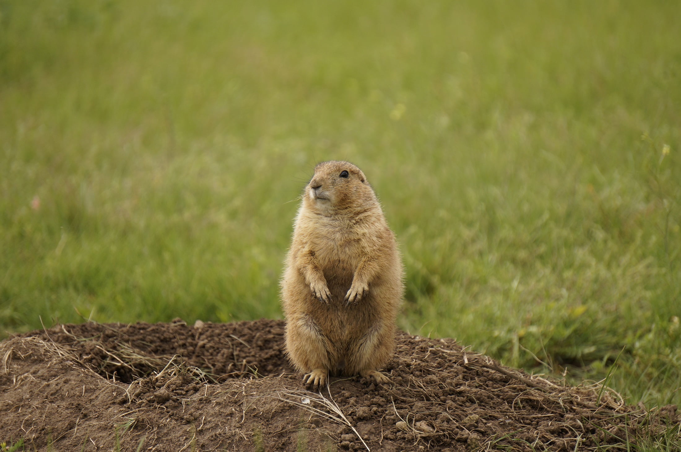 land, animal, animals in the wild, vertebrate, 1080P, no people, rodent, green color, animal themes, standing, plant, prairie dog, one animal, nature, HD Wallpaper