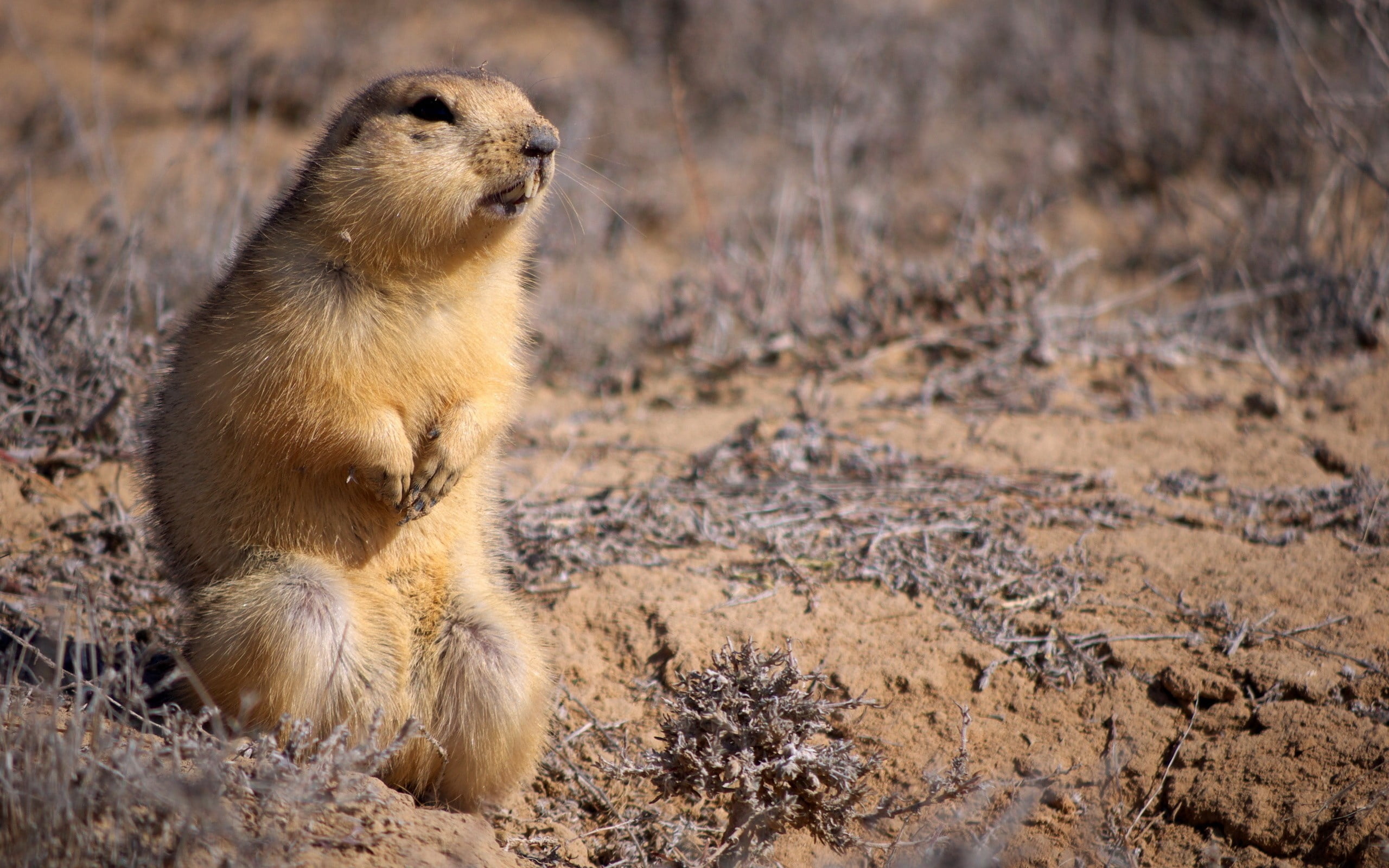 grass, marmot, survival, vertebrate, young animal, full length, brown, woodchuck, hair, baby, close-up, hunting, ground Squirrel, animals In The Wild, fur, HD Wallpaper