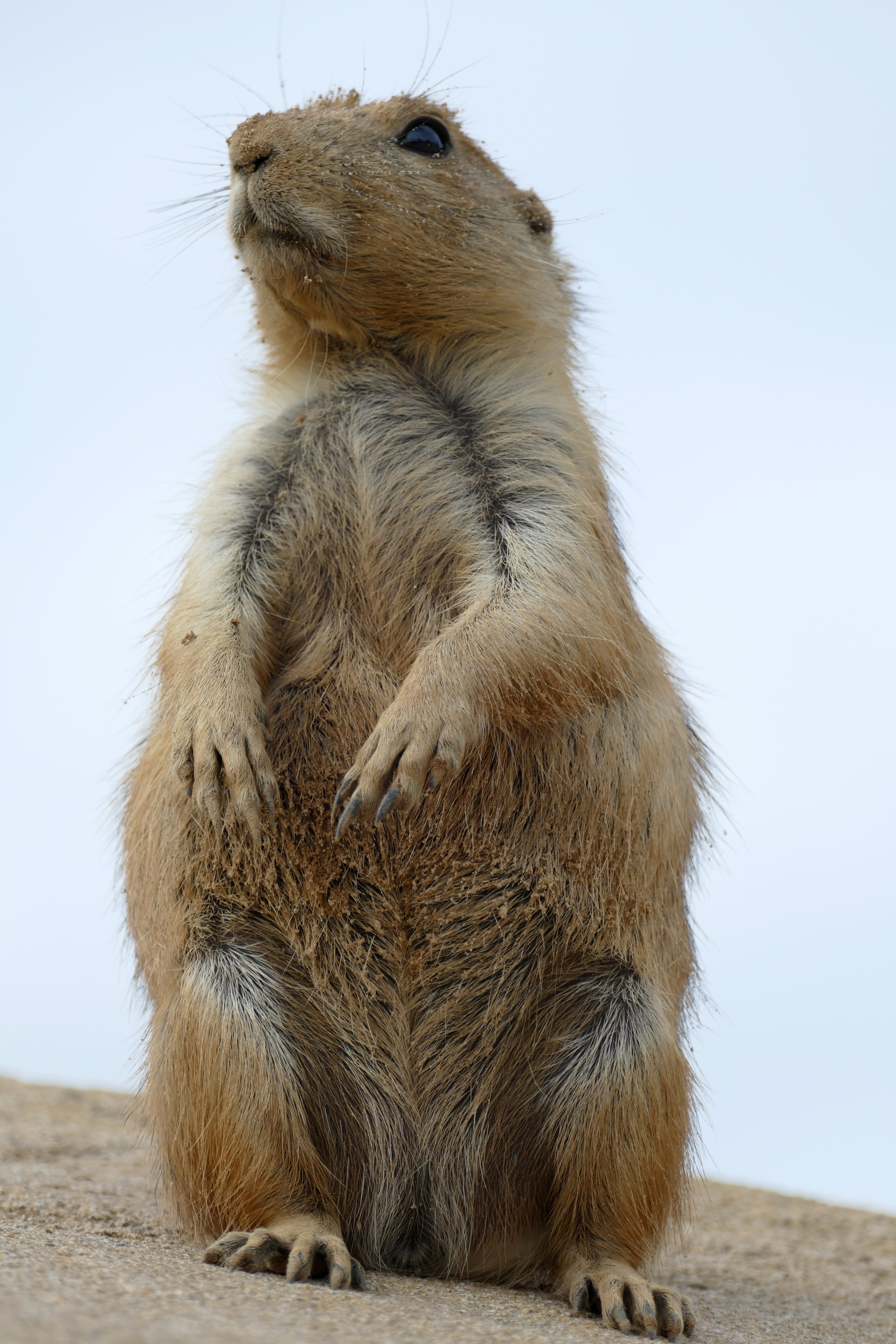 prairie dog, mammal, animal wildlife, day, ground squirrel, focus on foreground, cynomys, animals in the wild, alert, nature, close-up, no people, sitting, Phone HD Wallpaper