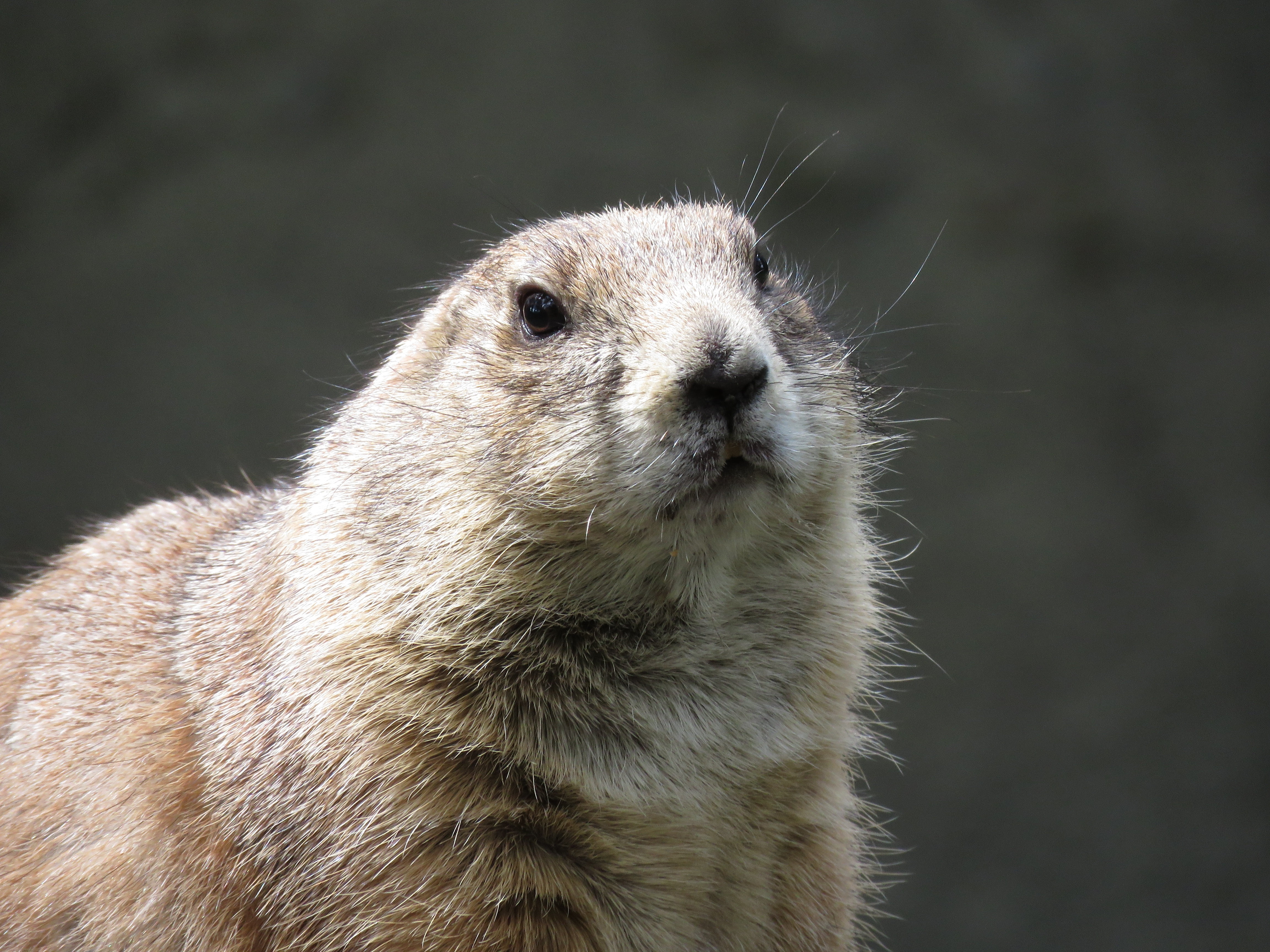 animals in the wild, animal themes, whisker, animal wildlife, vertebrate, portrait, muzzle, nature, profile view, prairie dog, brown, no people, outdoors, HD Wallpaper