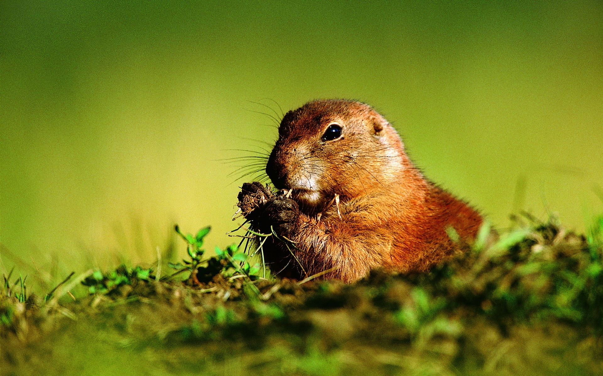 one Animal, 1080P, day, nature, plant, outdoors, selective focus, looking, vertebrate, grass, whisker, brown, field, green Color, land, fur, prairie, cute, HD Wallpaper