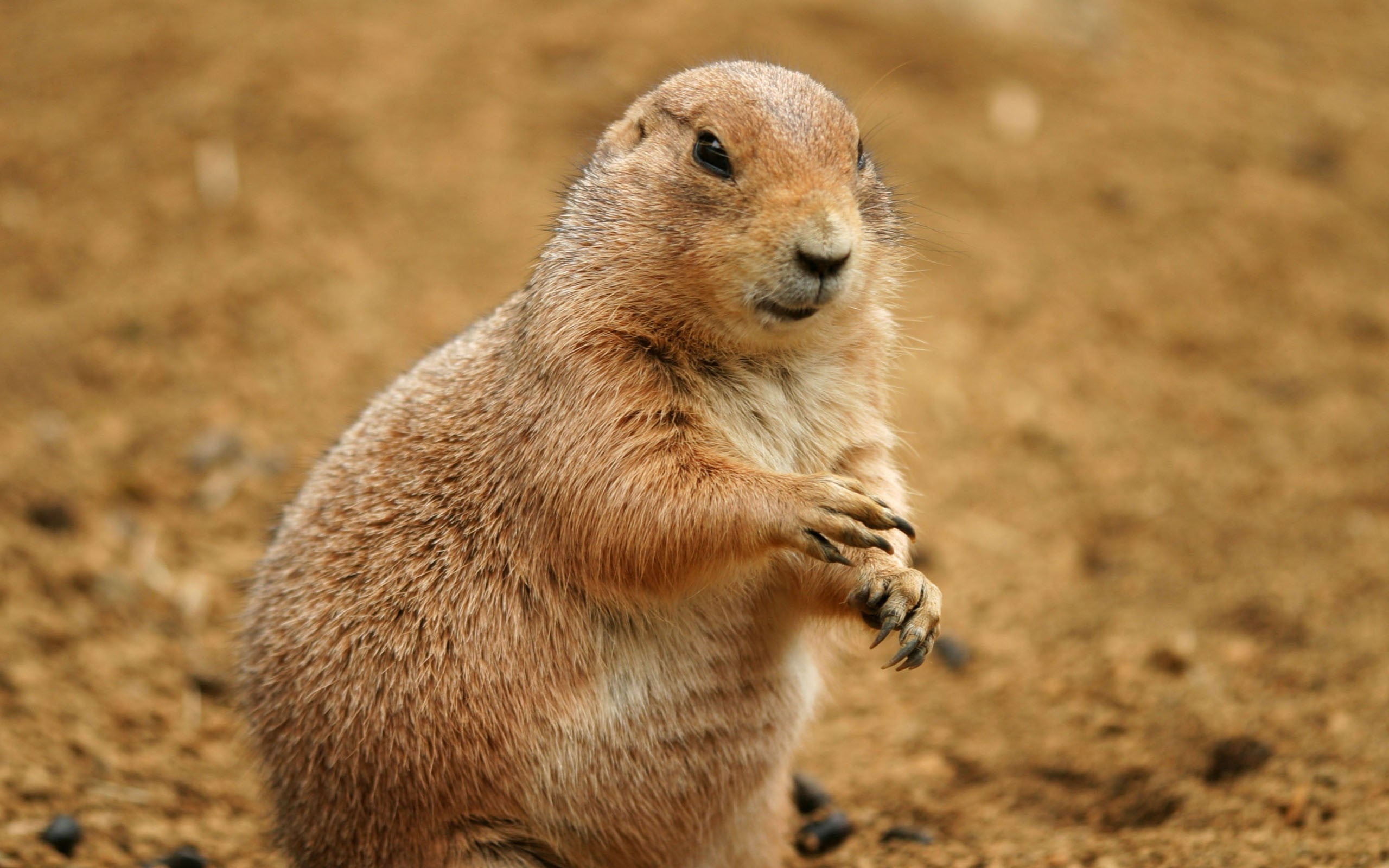 squirrel, clay, animal, underwater, 2K, meerkat, one Animal, ground Squirrel, field, fur, no People, focus on foreground, close-up, animal head, looking, HD Wallpaper