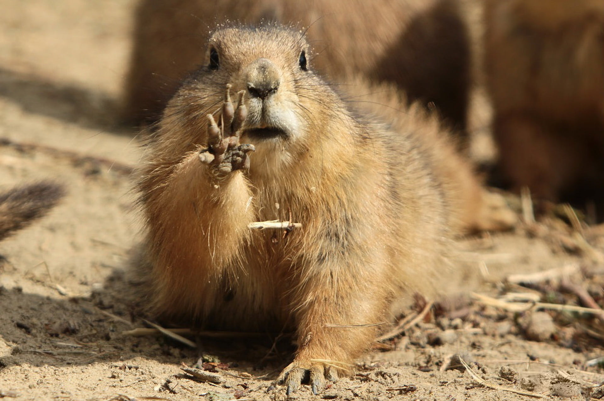 cute, vertebrate, nature, woodchuck, outdoors, land, day, marmot, animal, 1080P, animal wildlife, grass, sunlight, paw, selective focus, prairie Dog, rodent, HD Wallpaper