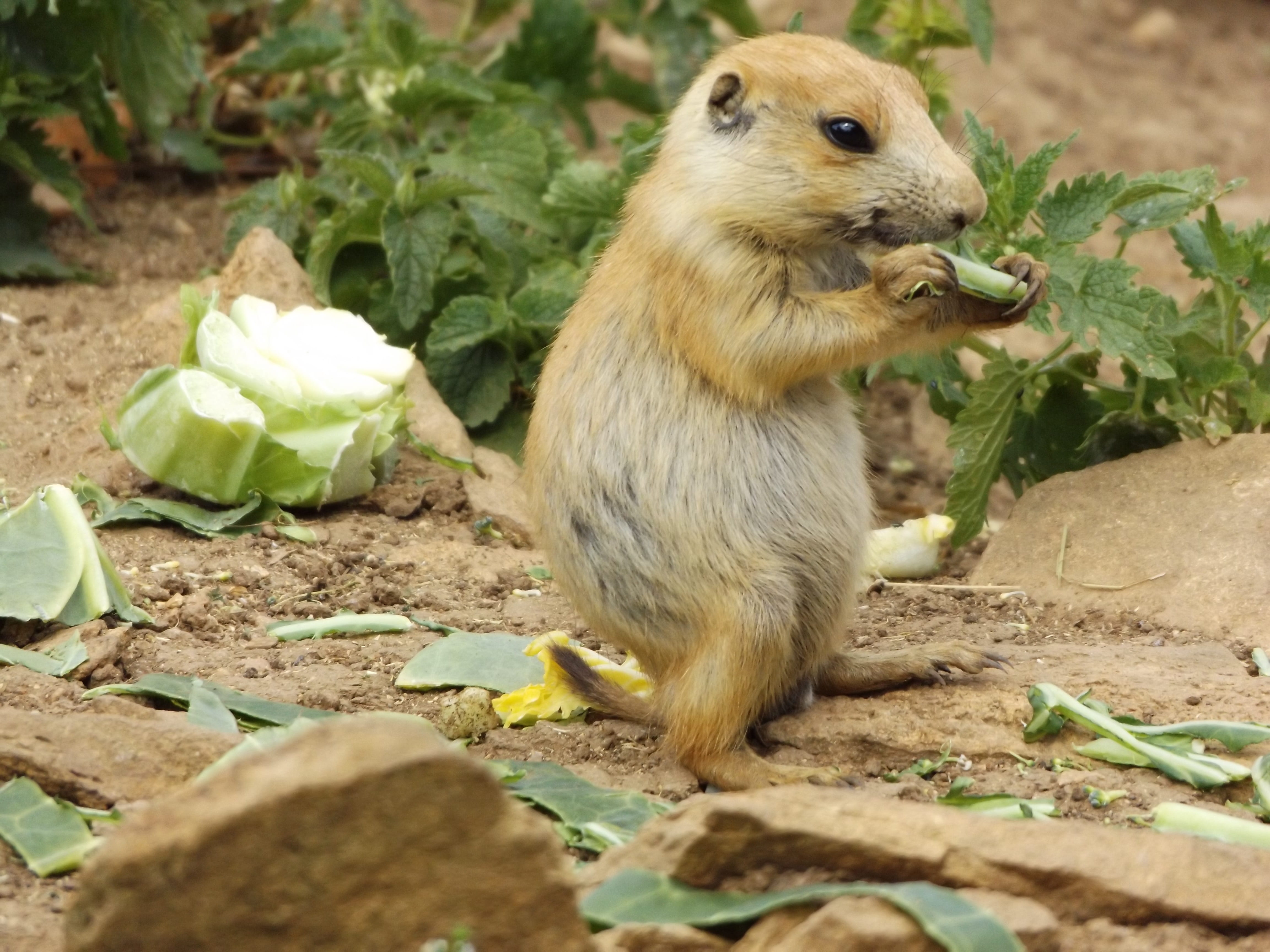 nature, outdoors, plant part, no people, prairie dog, zoo, one animal, food, rodent, mammal, day, animals in the wild, food and drink, animal wildlife, HD Wallpaper