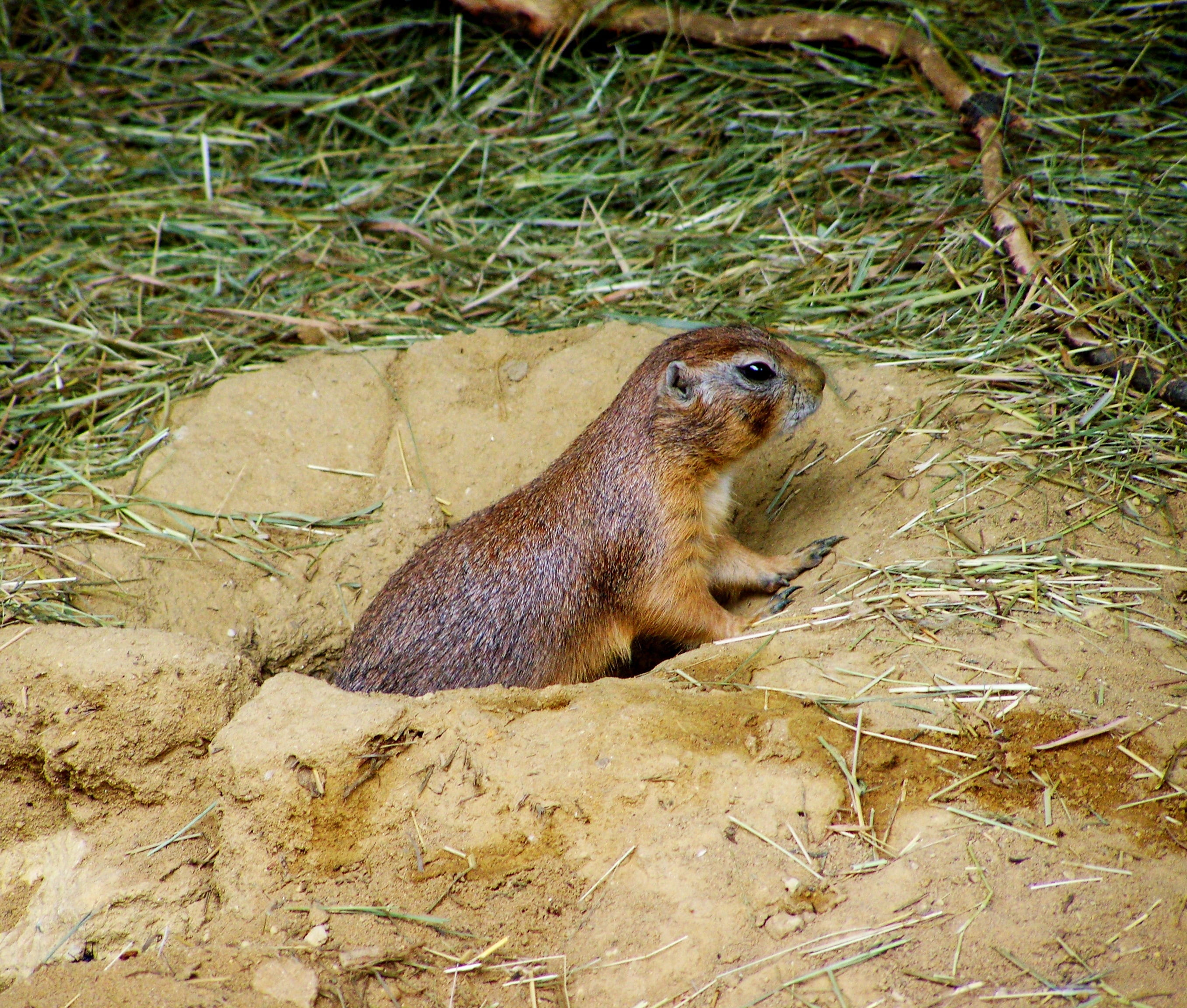 rodent, outdoors, animal, high angle view, day, looking, sand, nature, mammal, one animal, animals in the wild, vertebrate, prairie dog, animal wildlife, HD Wallpaper