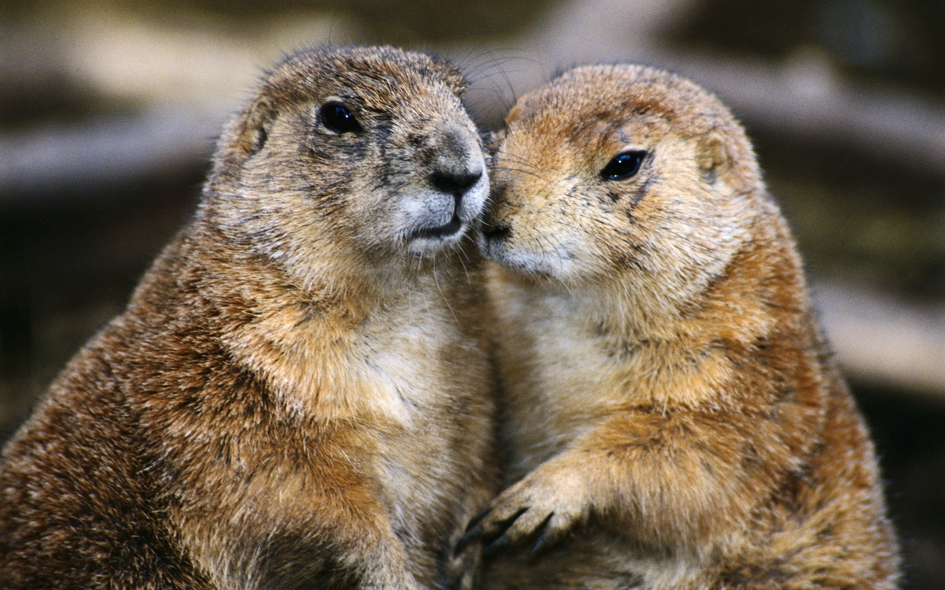 prairie Dog, focus on foreground, no People, mammal, brown, squirrel, animal themes, day, close-up, animals In The Wild, woodchuck, 1080P, gophers, eating, HD Wallpaper