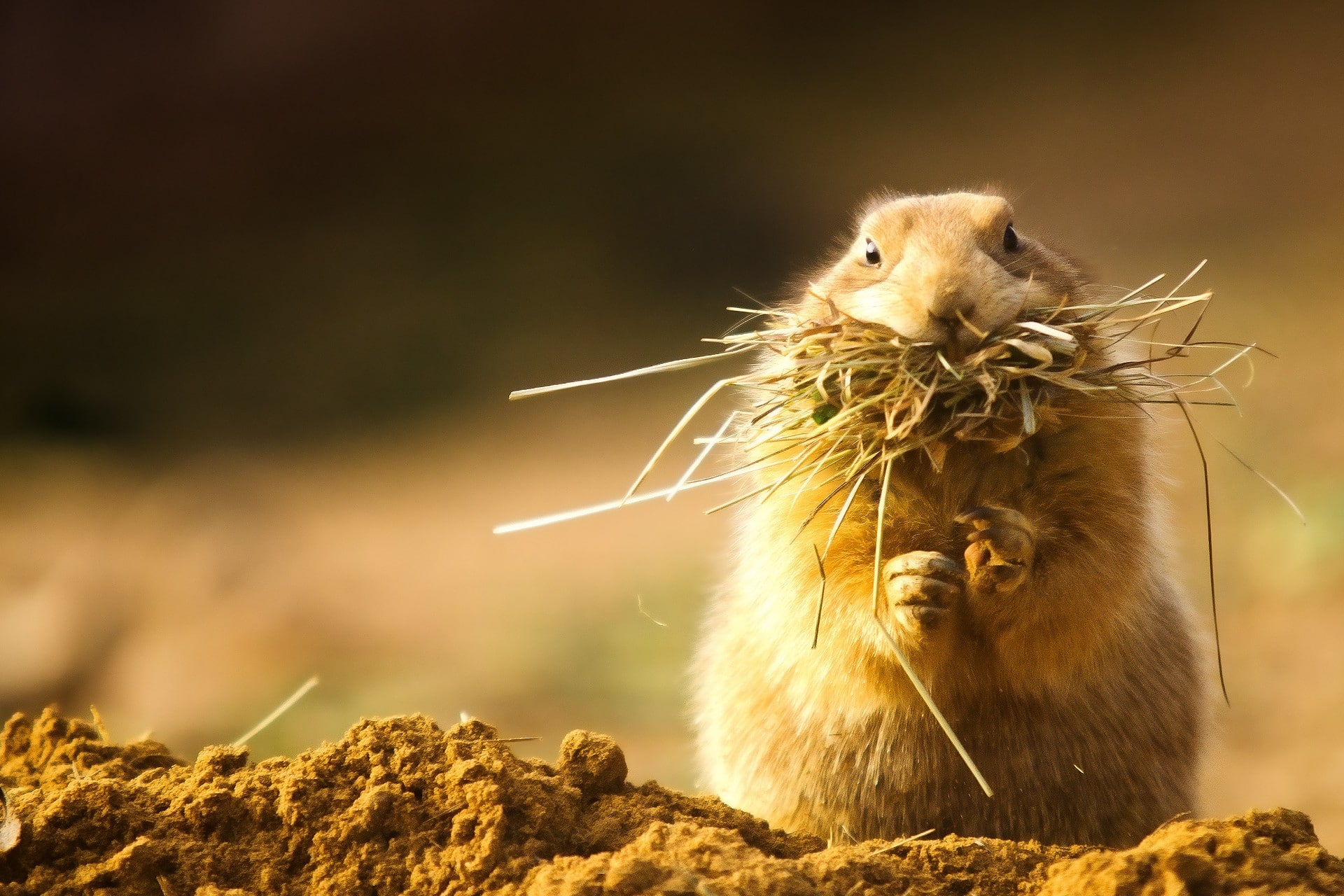 nature, hd, prairie, x, animals, 1080P, dogs, art, HD Wallpaper