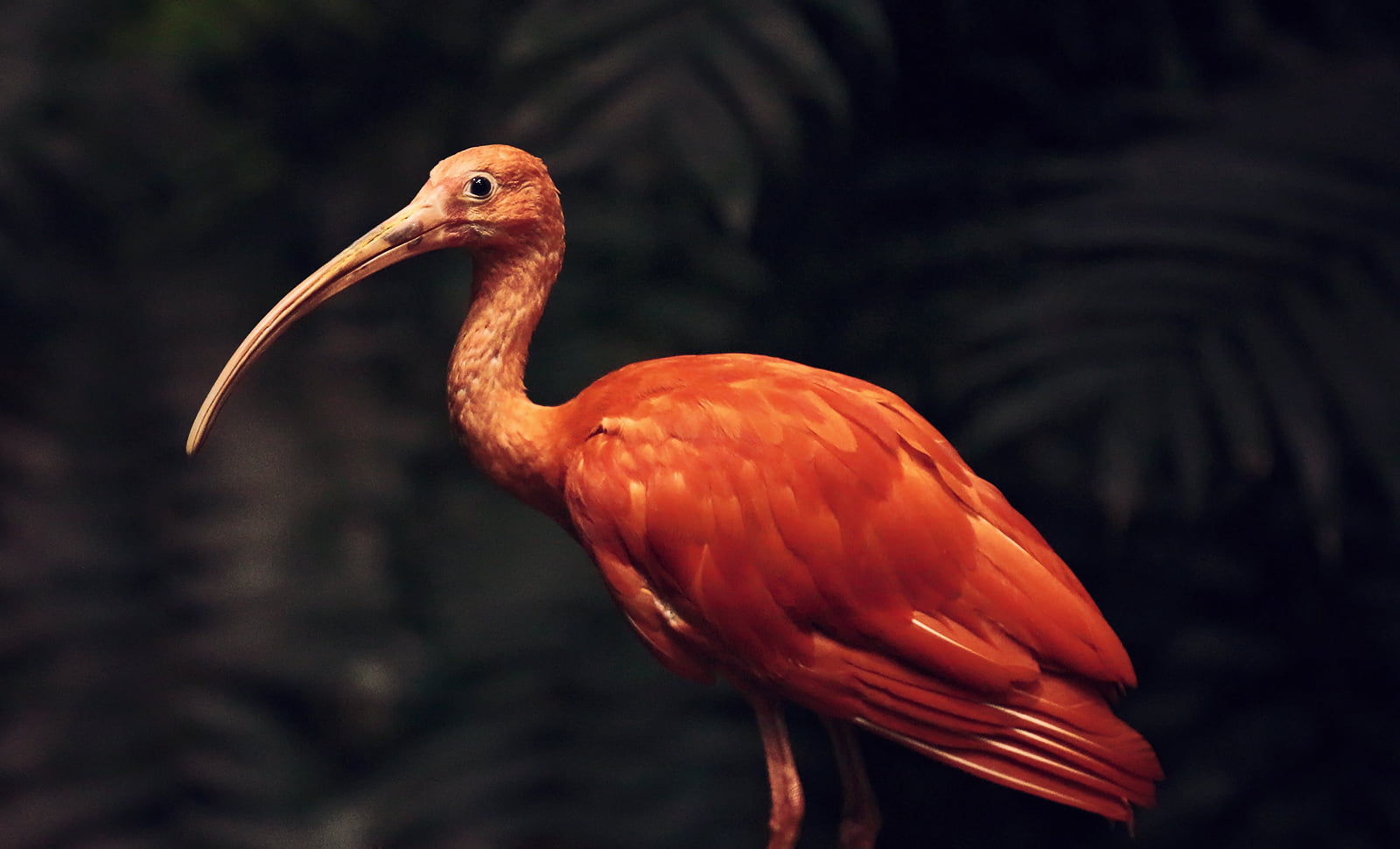 beak, Scarlet  Ibis, dof, feather, Orange, Nature, shallow focus, Life, depthoffield, Saturday Night, DSRL, Bird, wildlife, Canon  eos, red, focus, Light, HD Wallpaper