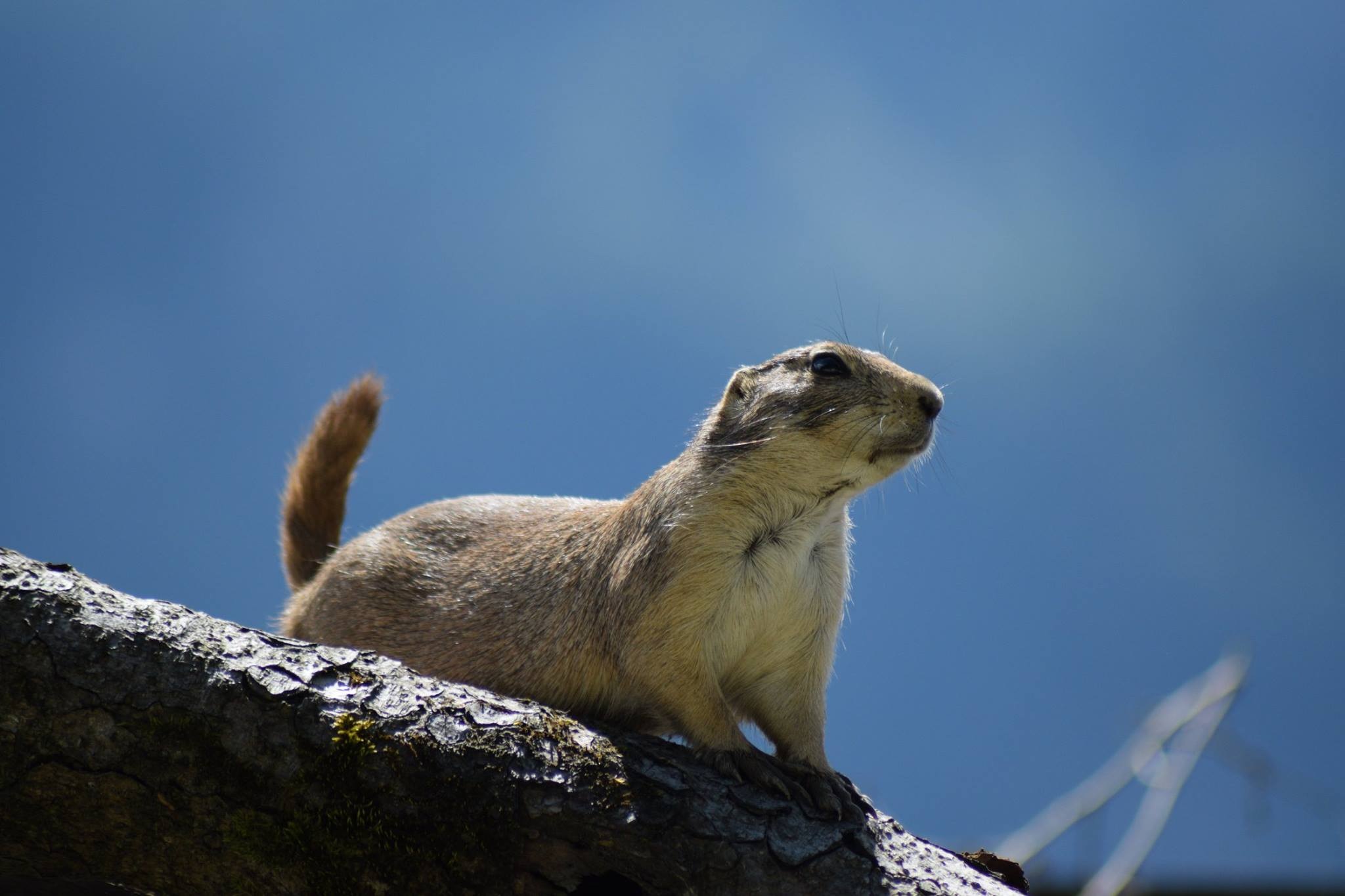 rock - object, looking, wild, one animal, sky, black tailed prairie dog, low angle view, wild animals, nature, wildlife, no people, outdoors, animal wildlife, HD Wallpaper