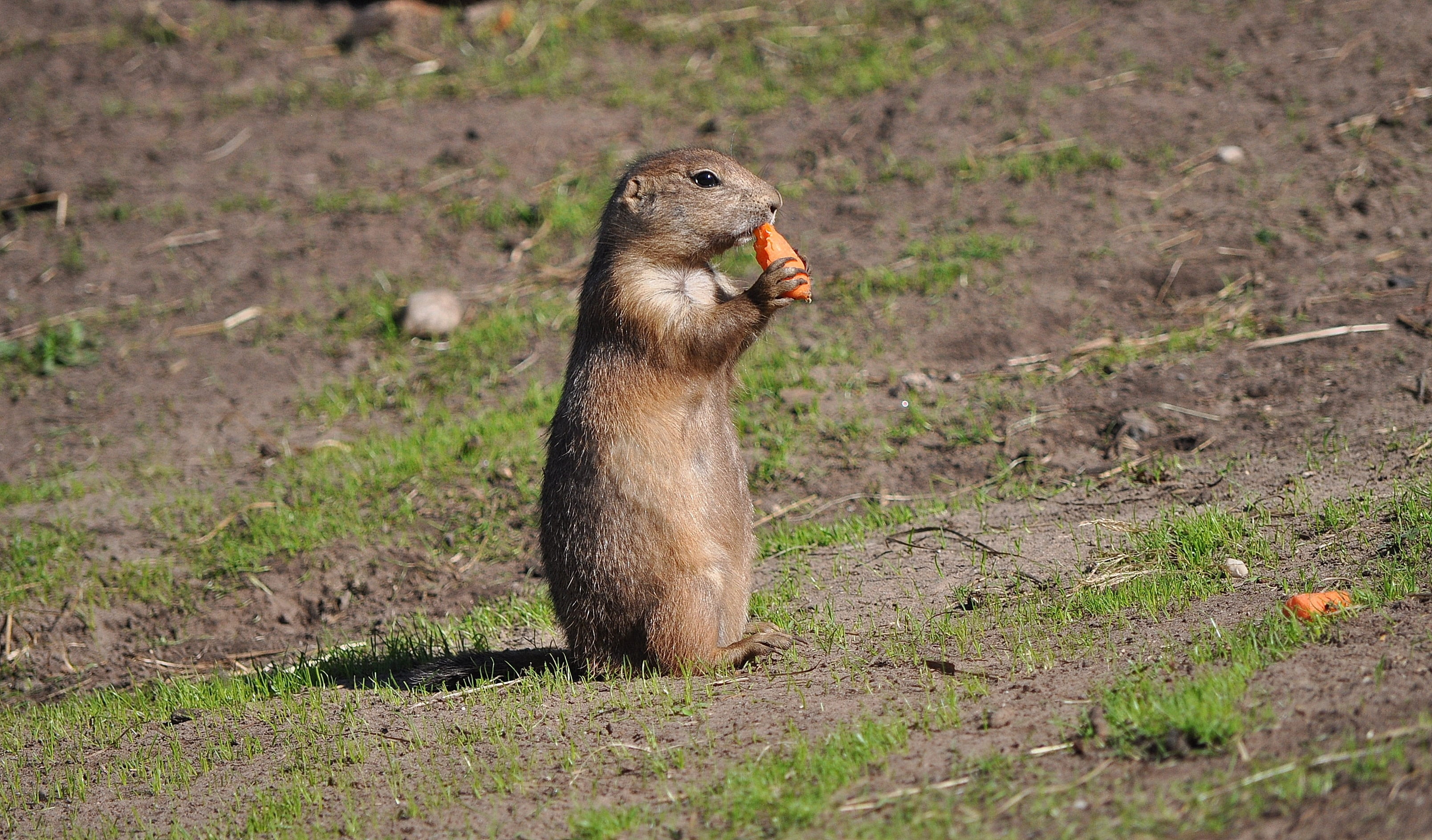 nager, outdoors, animal, 2K, zoo, eating, chucks, rodent, cute, land, mouth open, animal body part, animal wildlife, day, side view, eat, daytime, no people, HD Wallpaper