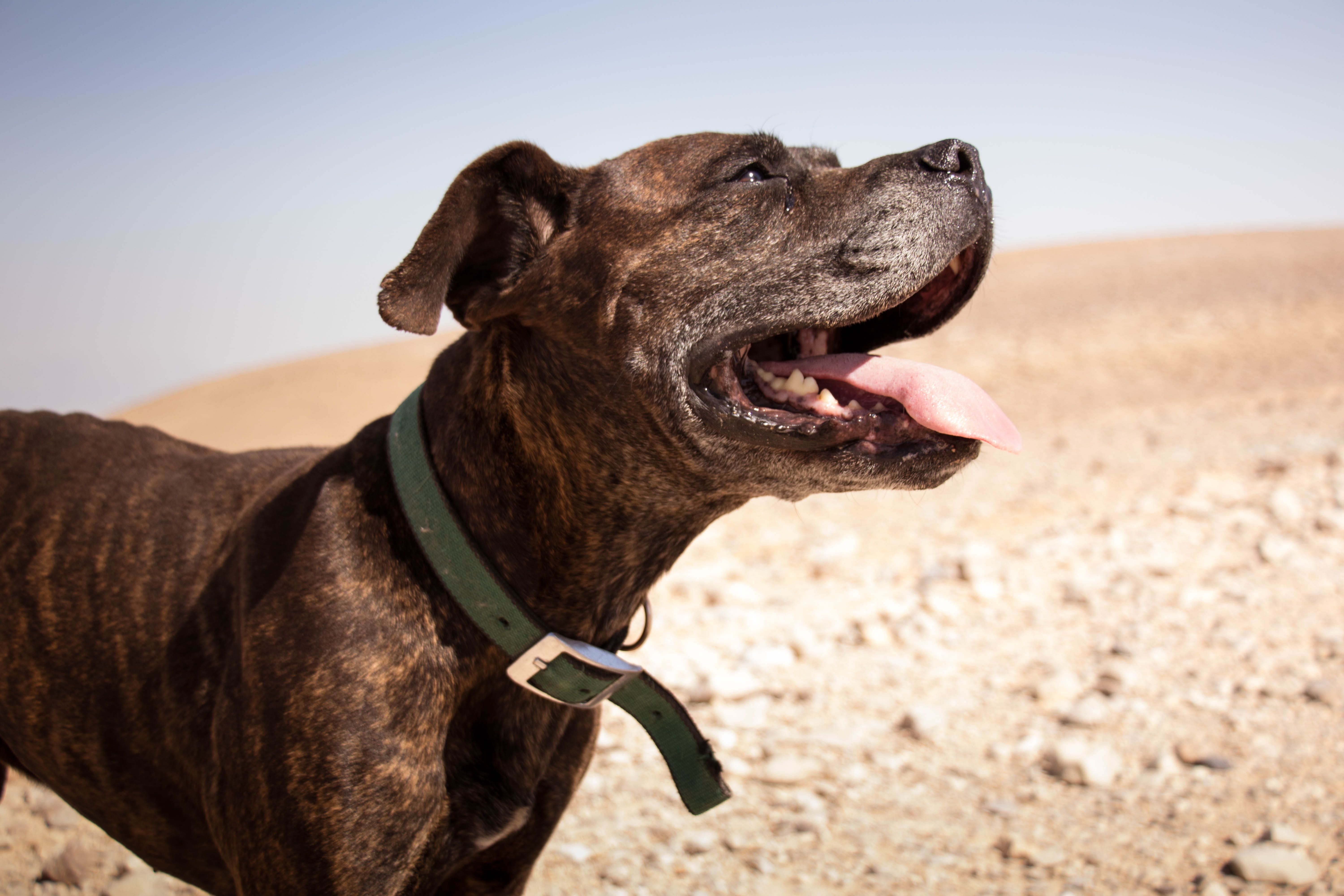 canine, little, arid climate, fun, prairie, 5K, animal body part, brown, loyal, white, desert, focus, pit, blue, vertebrate, america, one animal, dog, HD Wallpaper