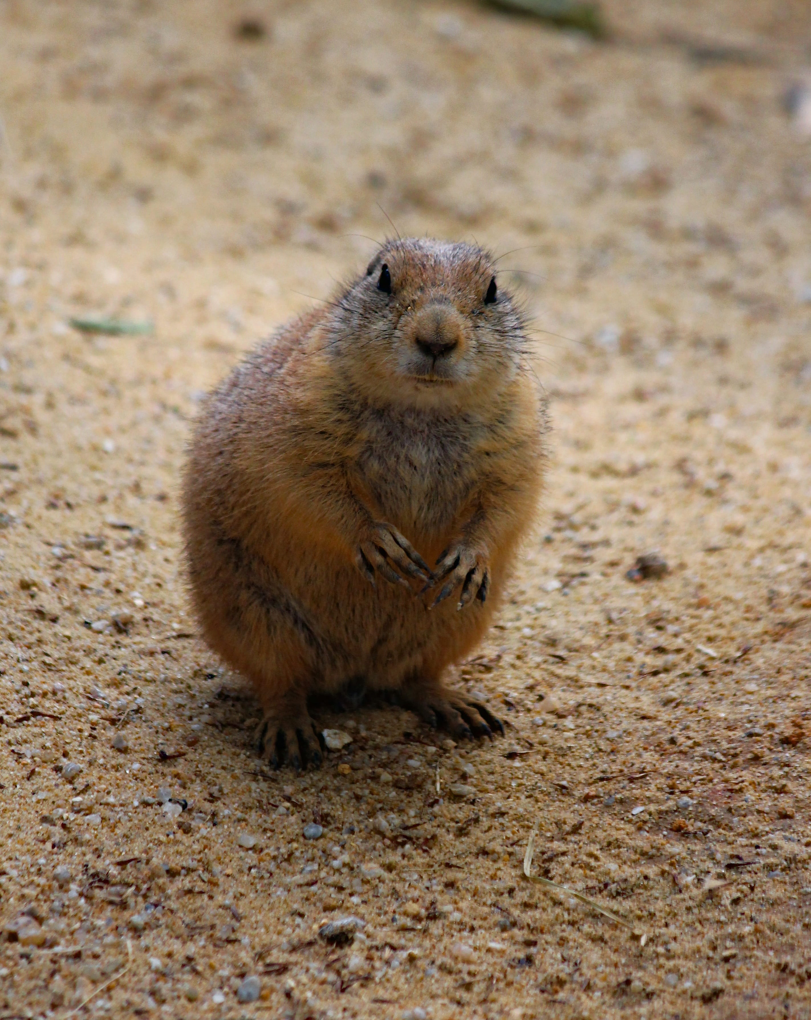 curious, land, looking, outdoors, animals in the wild, prériový, focus on foreground, looking at camera, nature, cub, view, rodent, prairie dogs, standing, Phone HD Wallpaper