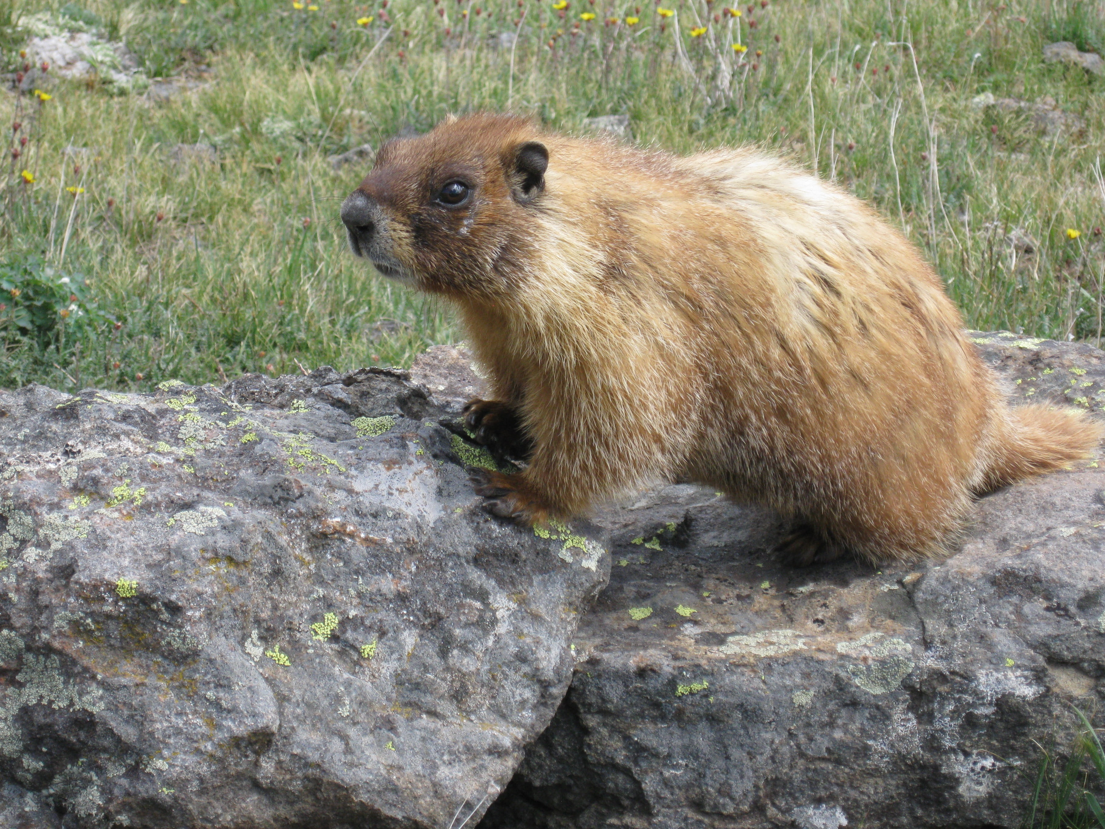 land, vertebrate, animals in the wild, rock - object, nature, one animal, woodchuck, animal themes, squirrel, day, herbivorous, rodent, grass, natural, HD Wallpaper