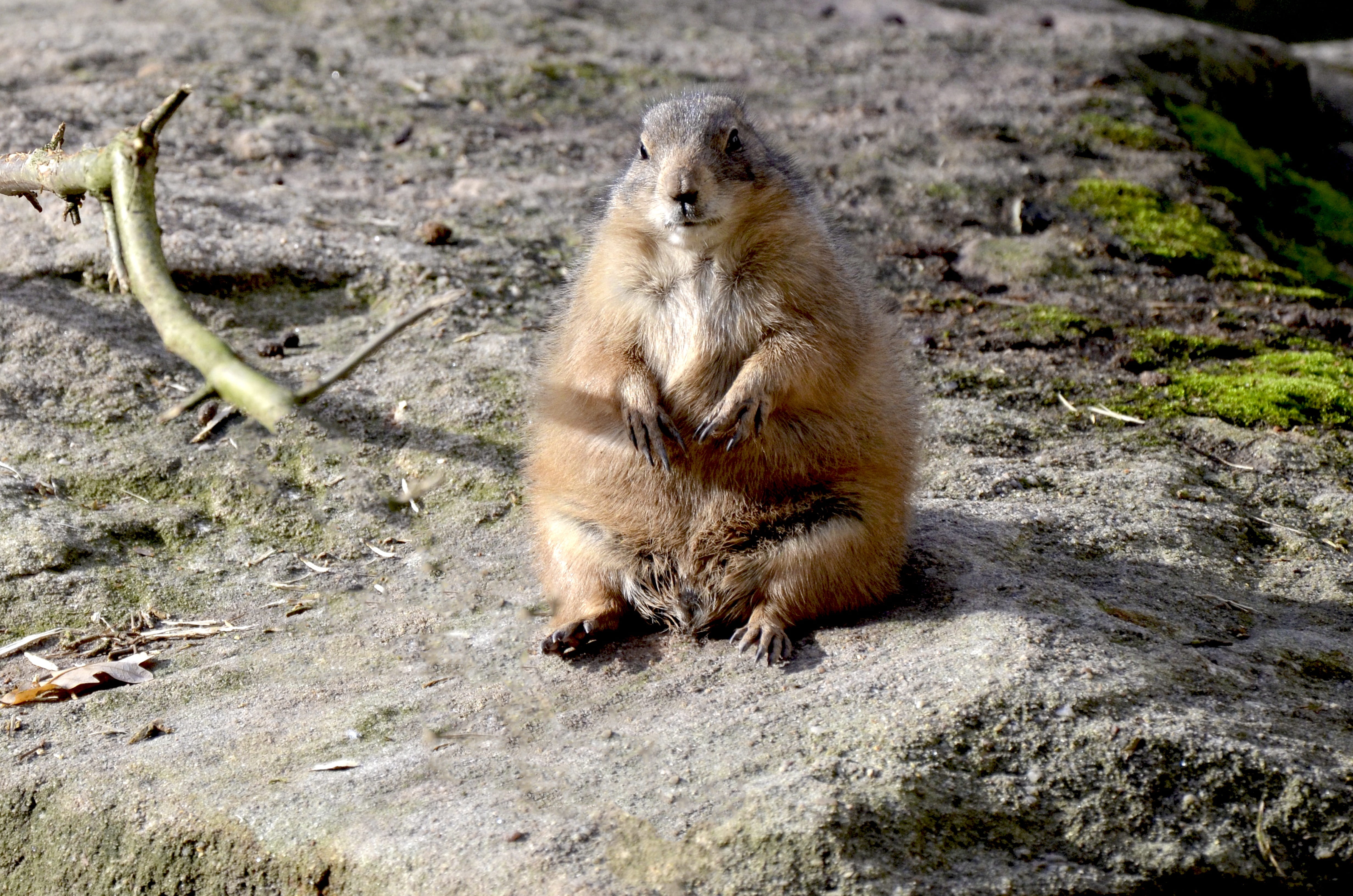 solid, outdoors, Cute, Gophers, day, 4K, marmota, Nager, animal world, animal themes, full length, animal wildlife, animals in the wild, ground squirrel, HD Wallpaper