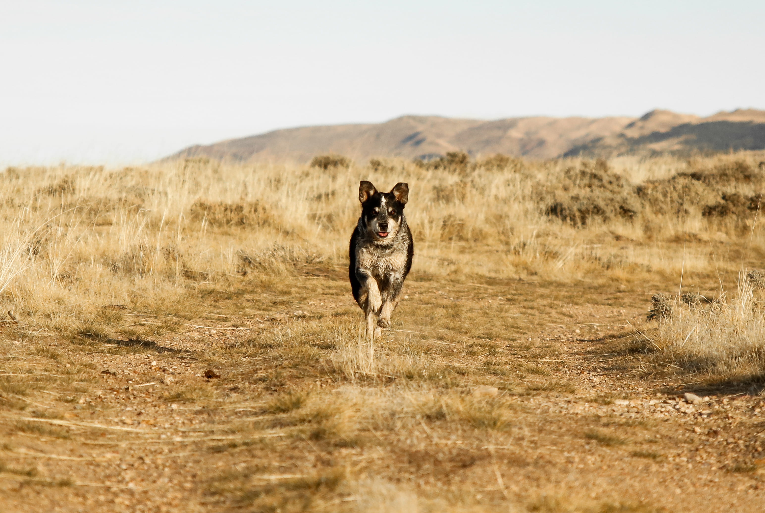 nature, alertness, action, one animal, portrait, domestic animals, 2K, soil, prairie, looking at camera, canine, dried, desert, running, mammal, white, HD Wallpaper