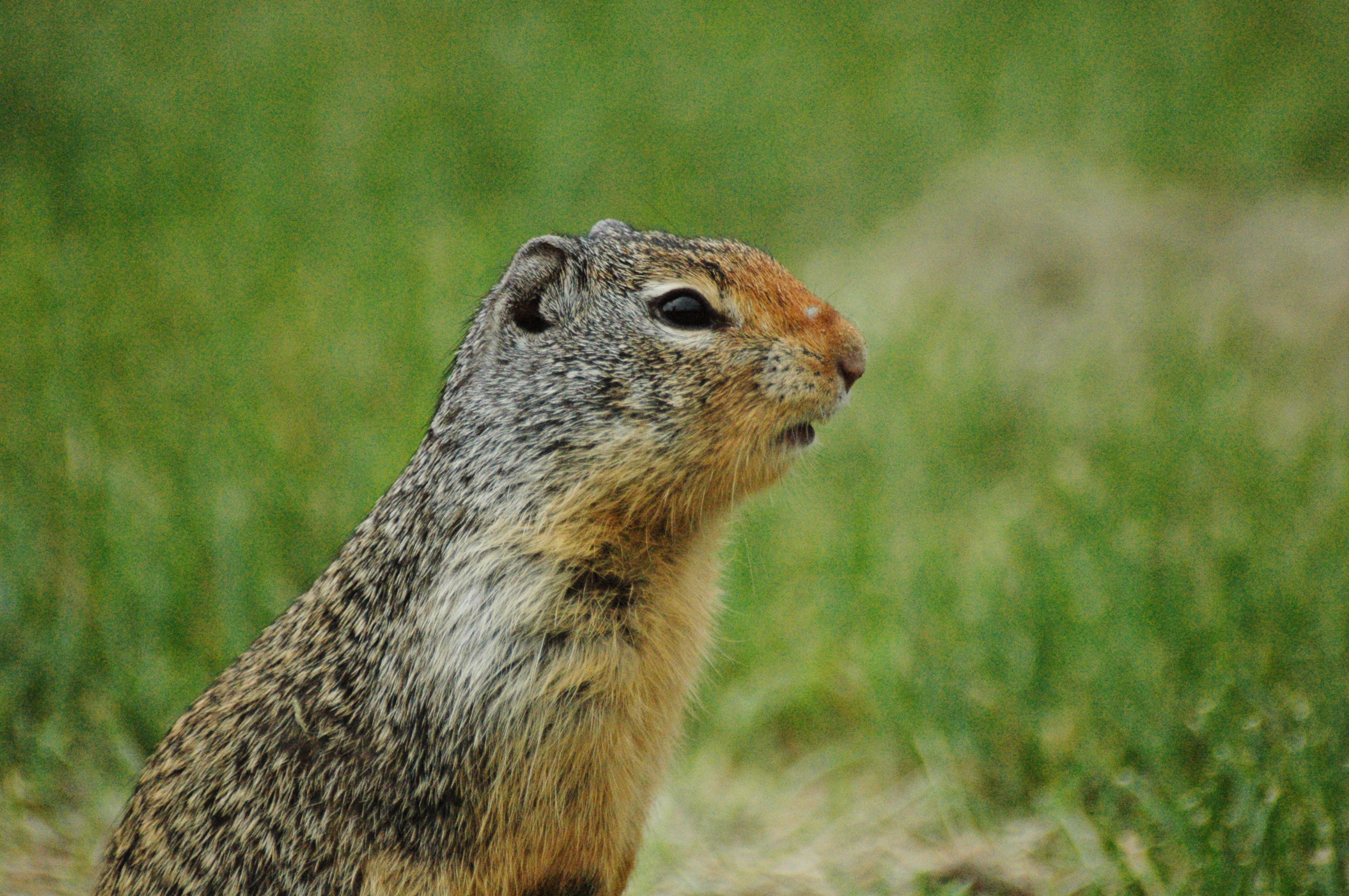 animal, 1080P, animal wildlife, animal themes, grass, day, whisker, wildlife, close-up, field, one animal, land, marmot, mammal, no people, outdoors, focus on foreground, HD Wallpaper