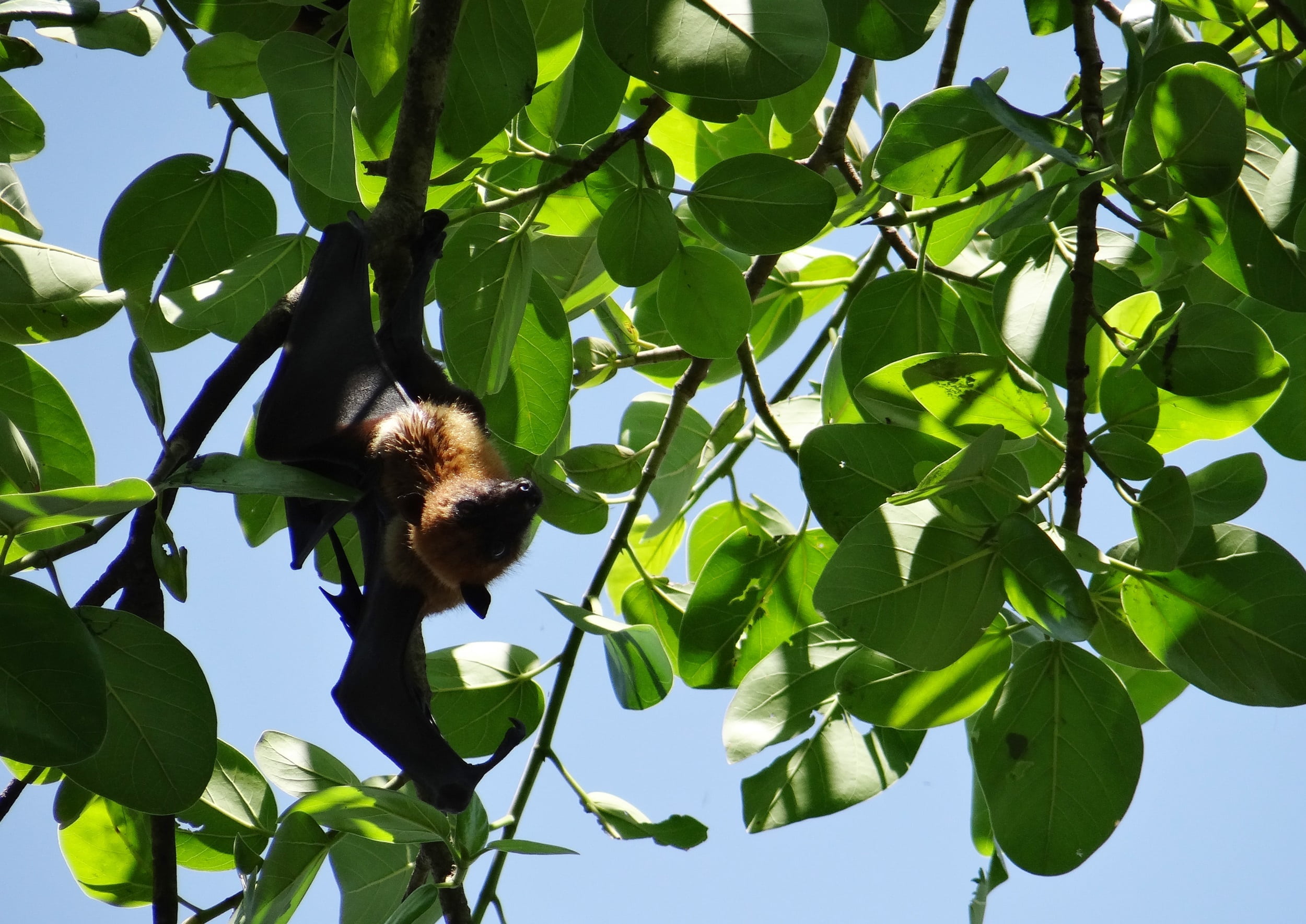 vertebrate, fauna, low angle view, claws, outdoors, mammal, animal wildlife, fig, bat, plant part, banyan tree, day, plant, nature, branch, sunlight, animals in the wild, HD Wallpaper