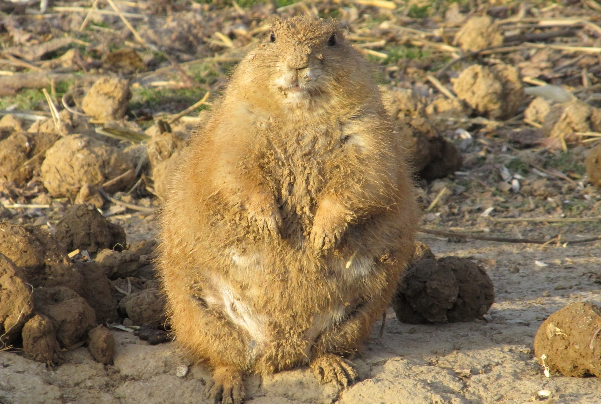 sunlight, outdoors, day, wilderness, ground, rock - object, prairie Dog, enclosure, fur, no people, animal wildlife, wild, rock, nature, looking, ground Squirrel, HD Wallpaper