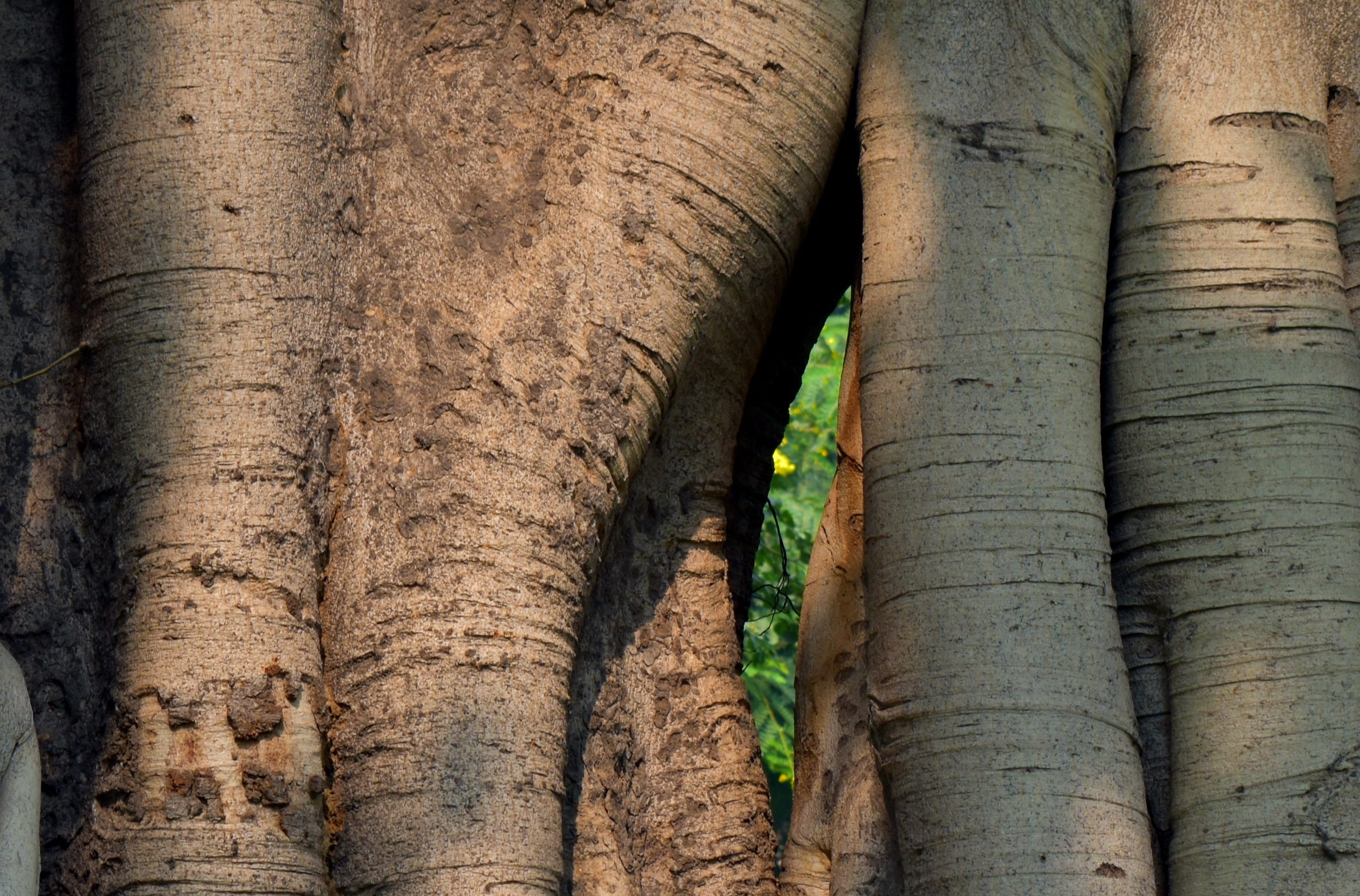 tree, textured, trunk, animals in the wild, tree trunk, bamboo - plant, pattern, animal, outdoors, full frame, twin trunk, close-up, no people, wood - material, HD Wallpaper