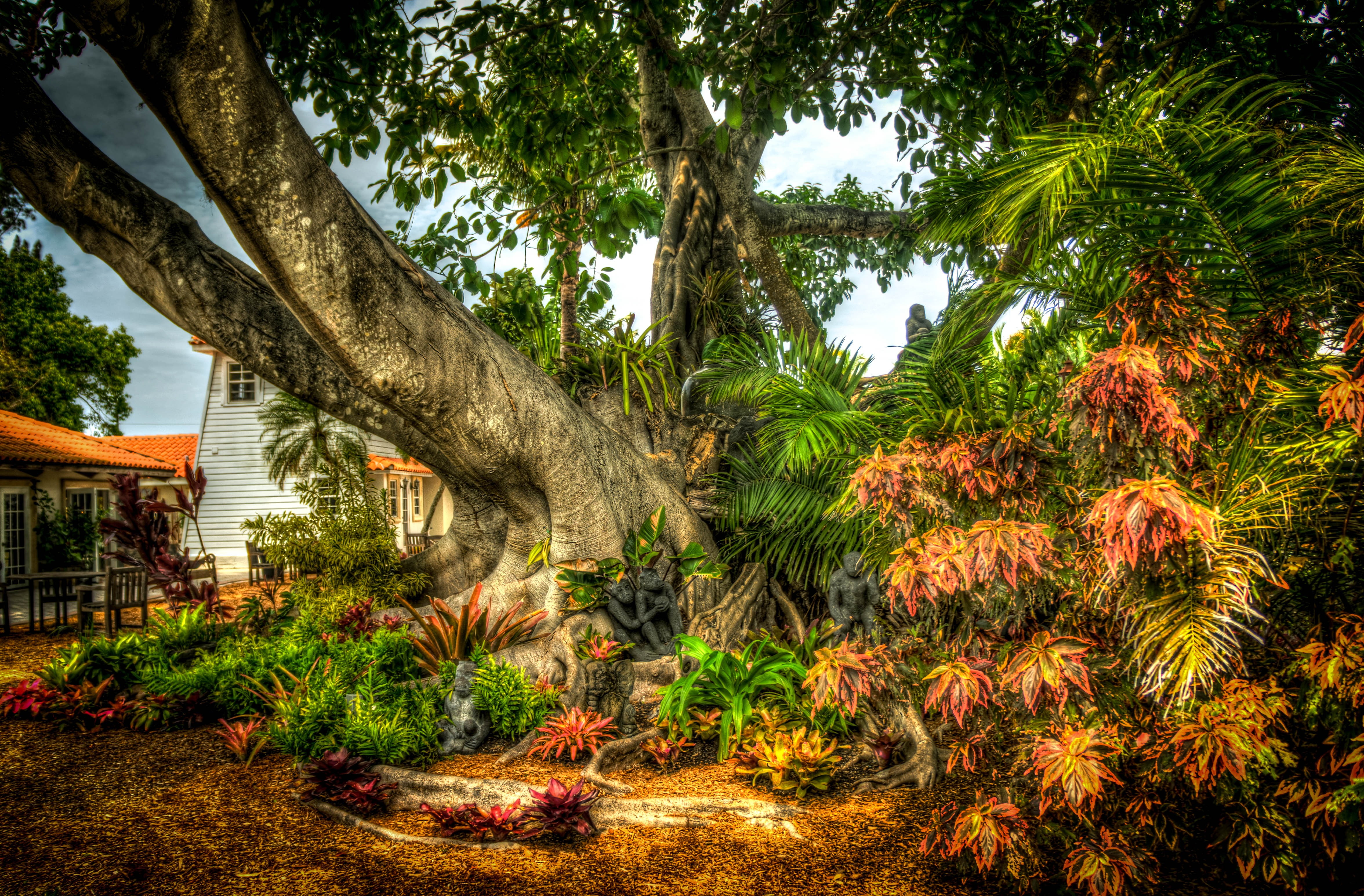 land, green color, no people, banyan tree, tree trunk, palm tree, leaves, growth, tranquil scene, built structure, plant, tropical climate, outdoors, building exterior, HD Wallpaper