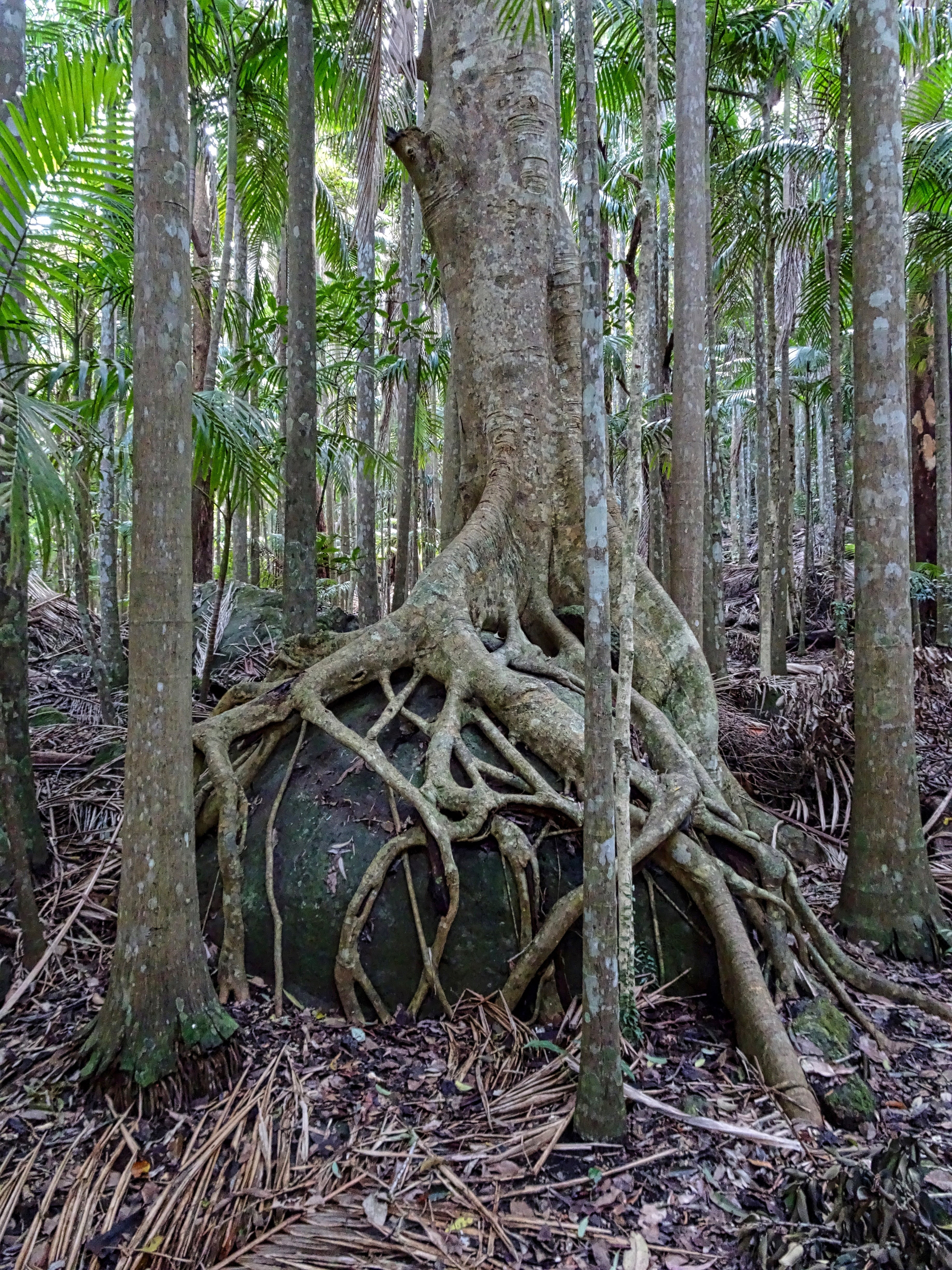 forest, nature, trunk, tree, strangler fig, buttress, ruined, leaf, environment, non-urban scene, woodland, plant, plant part, strangler, beauty in nature, Phone HD Wallpaper