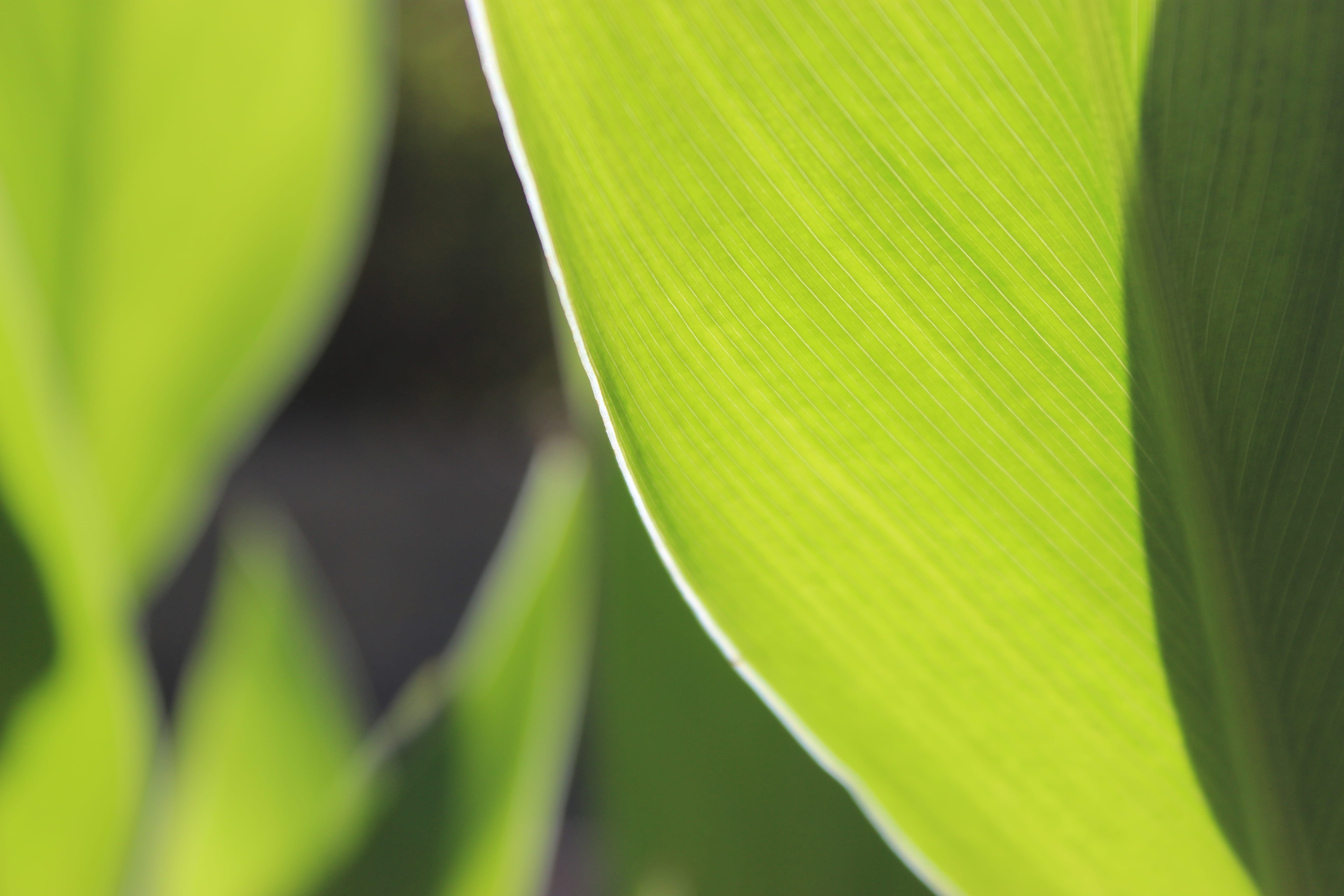 closeup, full frame, vein, leaf, fragility, close-up, banyan, sunlight, green, selective focus, macro, 5K, go green, tree, freshness, plant part, green color, HD Wallpaper