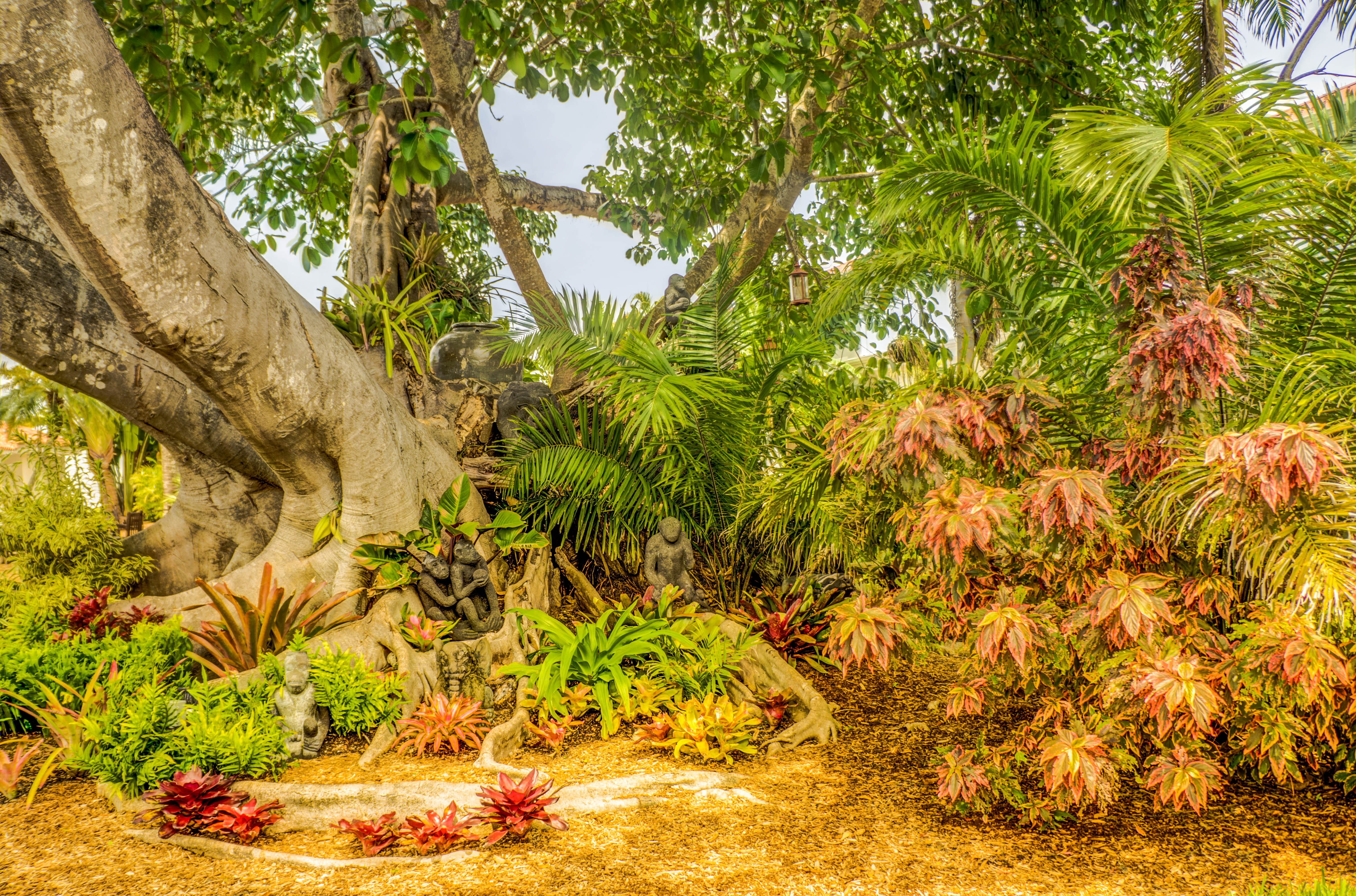 4K, scenics - nature, leaf, south florida, tree, tranquil scene, outdoors, sunlight, nature, tropical climate, tranquility, tree trunk, growth, green color, HD Wallpaper