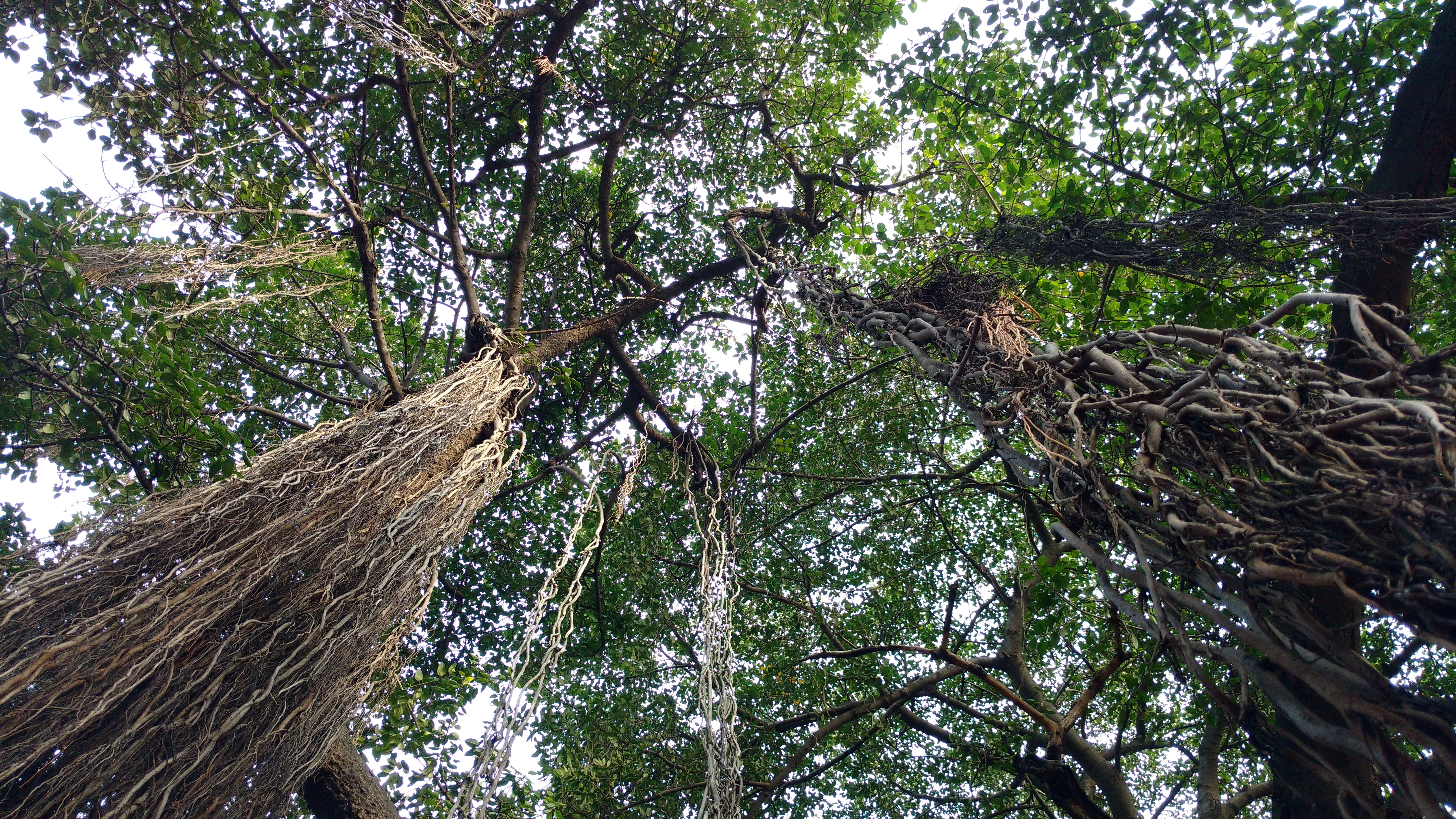 banyan tree, rainforest, beauty in nature, tree canopy, tree, low angle view, land, 5K, tranquility, wood - material, growth, plant, directly below, outdoors, HD Wallpaper