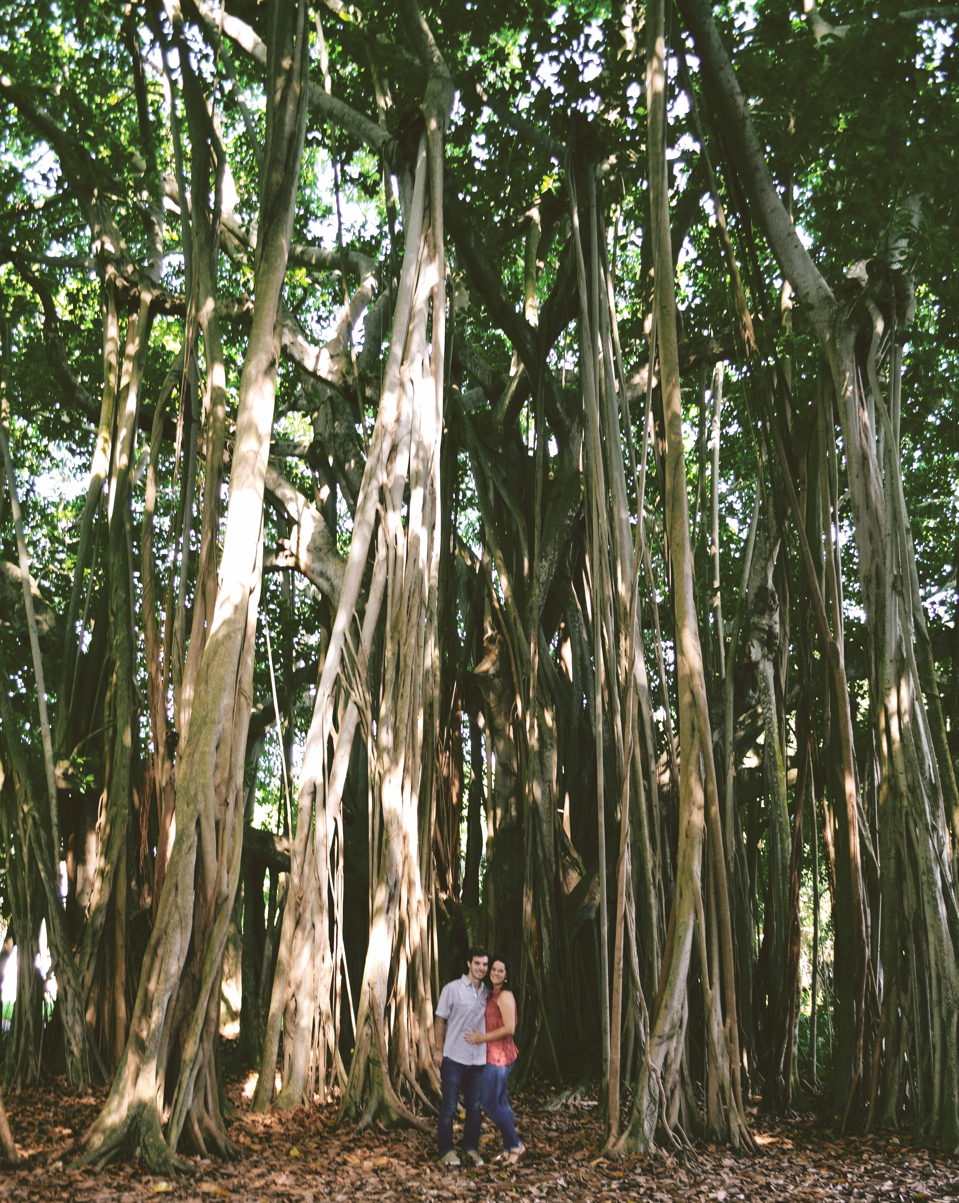 real people, engaged, lifestyles, 4K, one person, standing, florida, outdoors, jungle, nature, tree trunk, women, trees, woodland, tree, plant, engagement shoot, Phone HD Wallpaper
