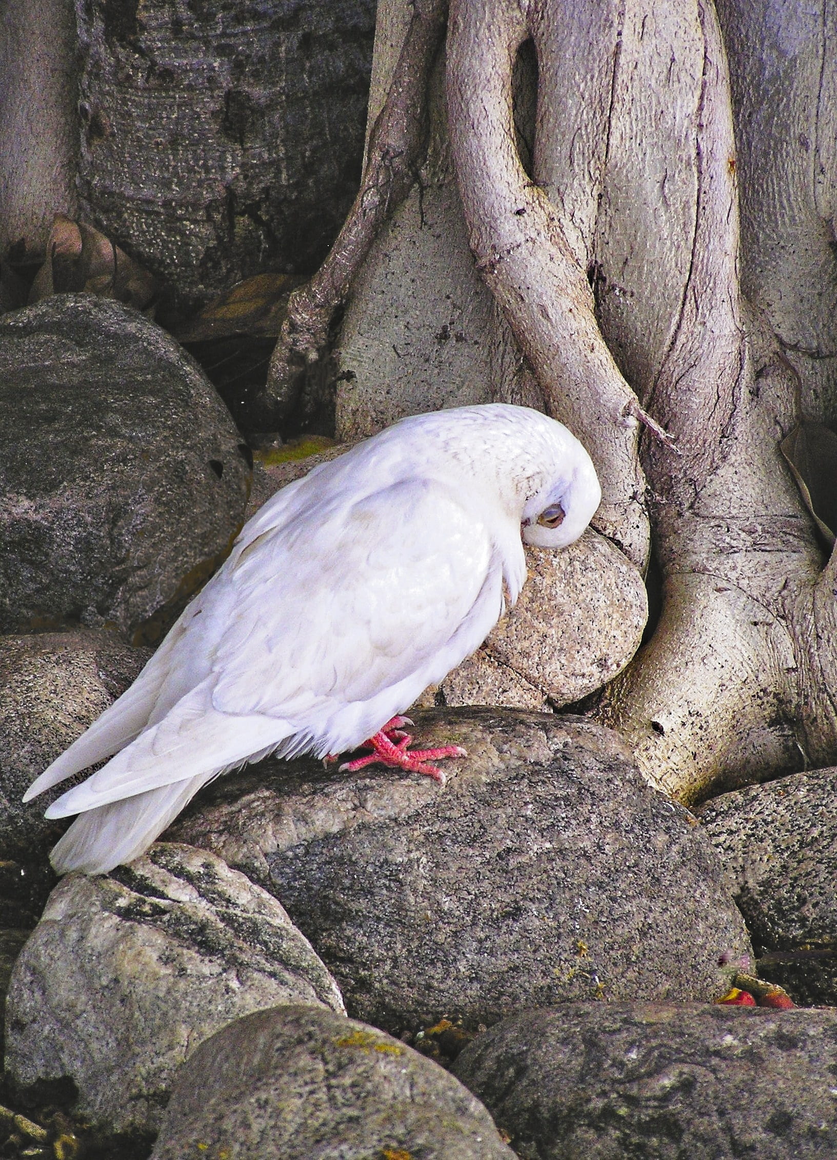 1080P, animals in the wild, animal themes, mammal, banyan, solid, vertebrate, perching, nature, rock - object, bird, wildlife, rock, white color, dove, Phone HD Wallpaper