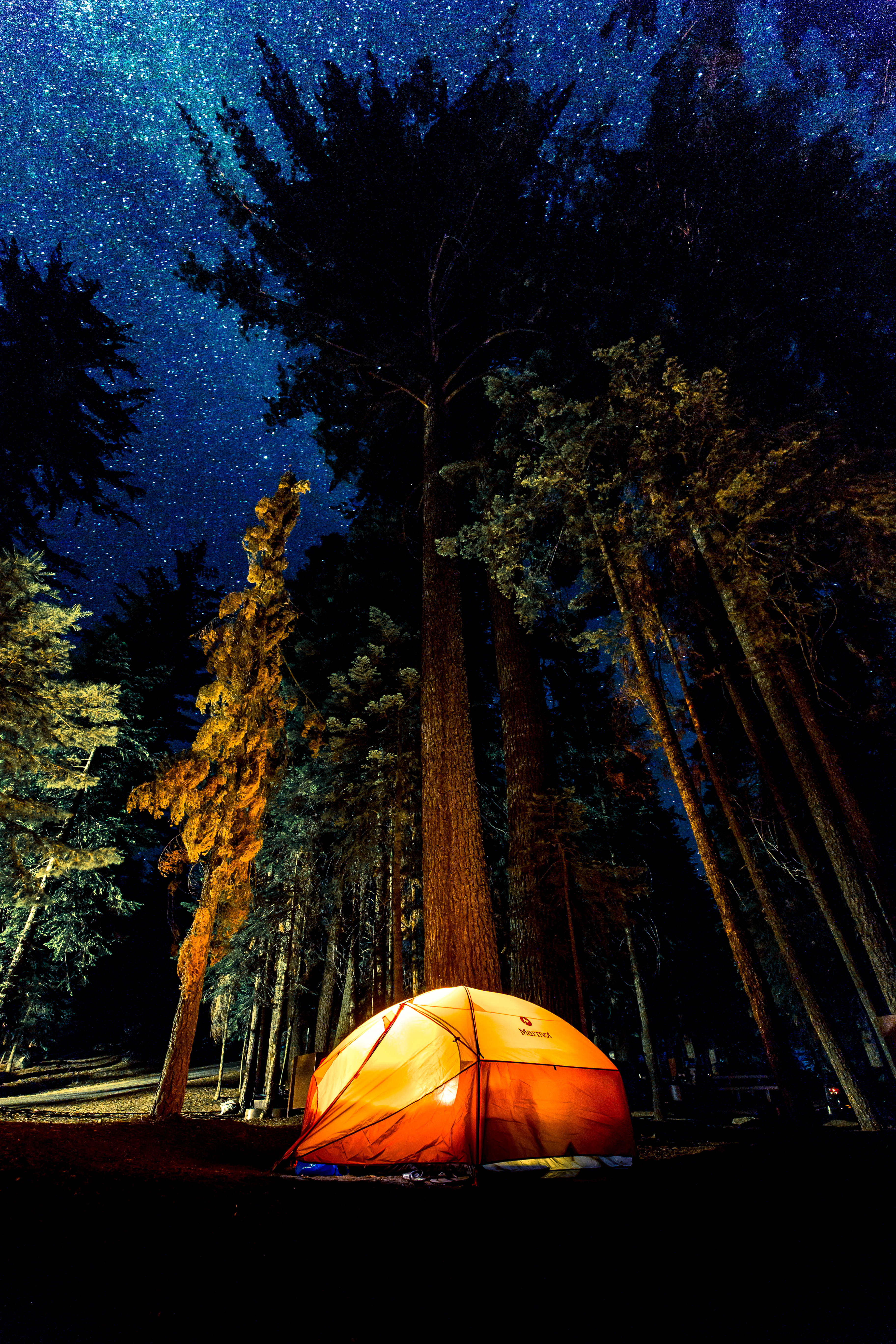 growth, star, camper, milky way, orange, camping, trees, tree, adventure, camp, sky, orange color, nature, tent, yellow, tree trunk, 5K, trunk, explore, Phone HD Wallpaper