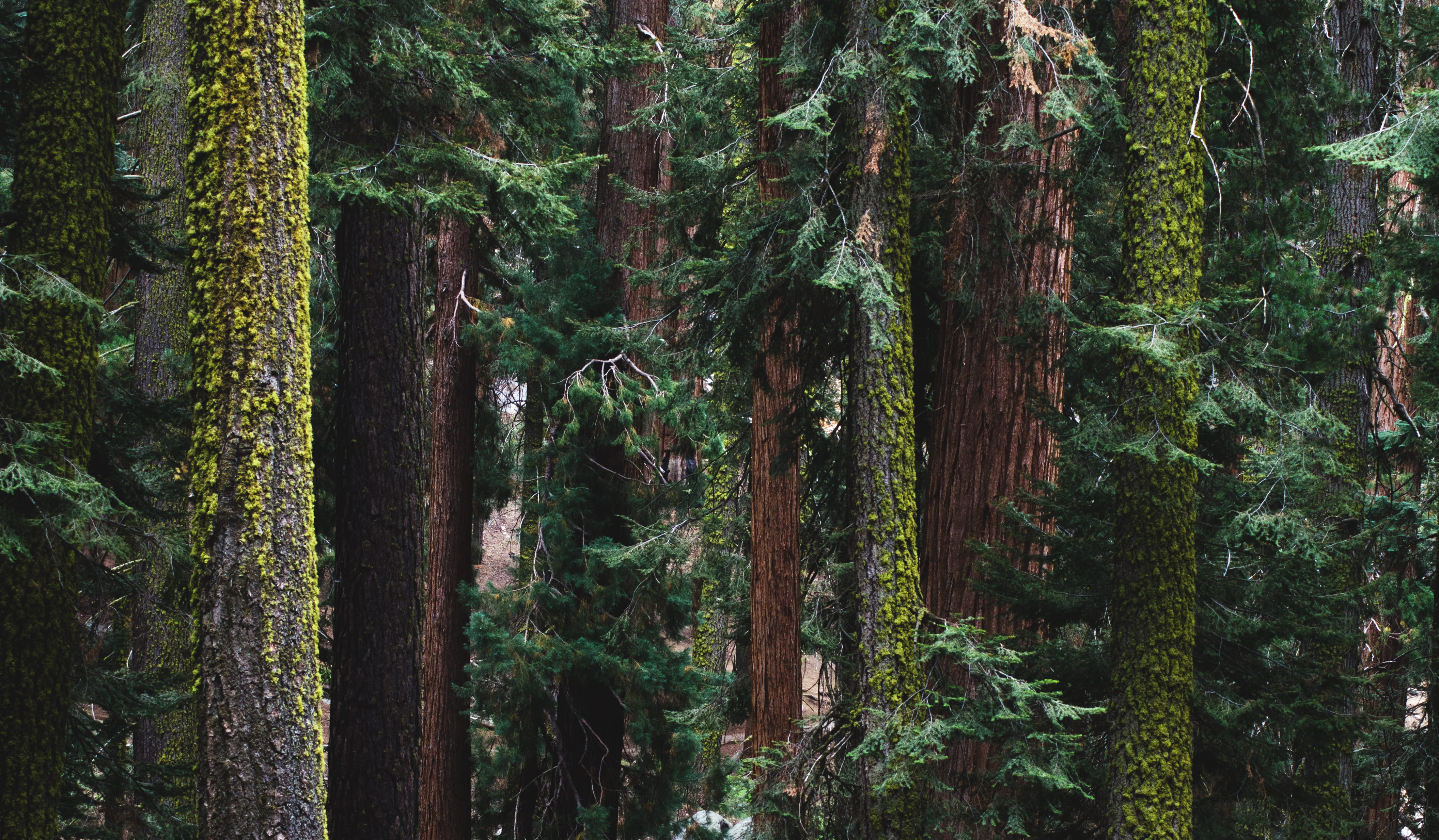 outdoor, forest, californium, nature, scenics - nature, outdoors, tranquil scene, beauty in nature, photo, land, day, rainforest, 4K, national park, tree trunk, HD Wallpaper