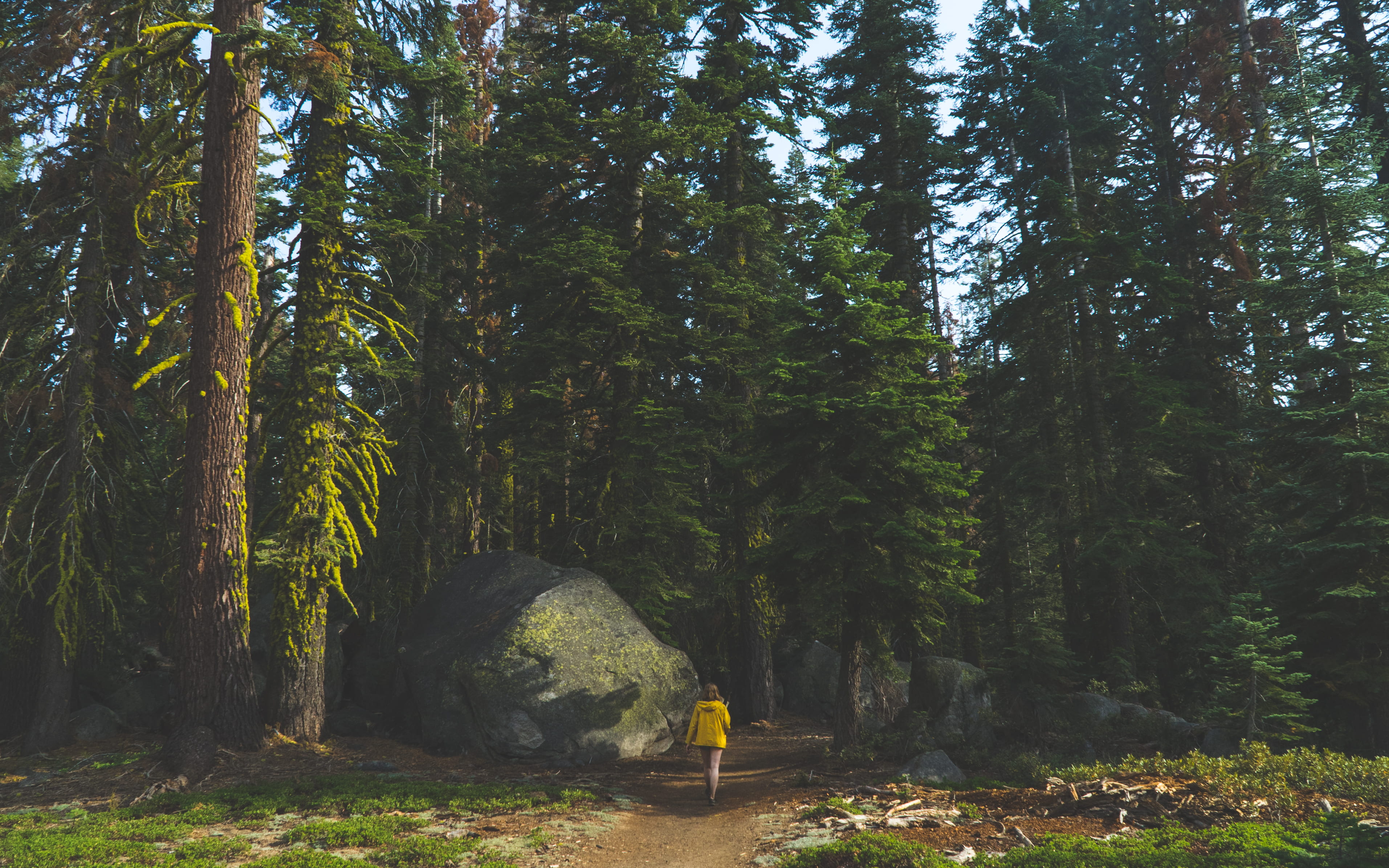 leisure activity, walking, national park, dark, land, sequoium, daytime, scenics - nature, green color, tranquility, shirt, one person, path, non-urban scene, HD Wallpaper