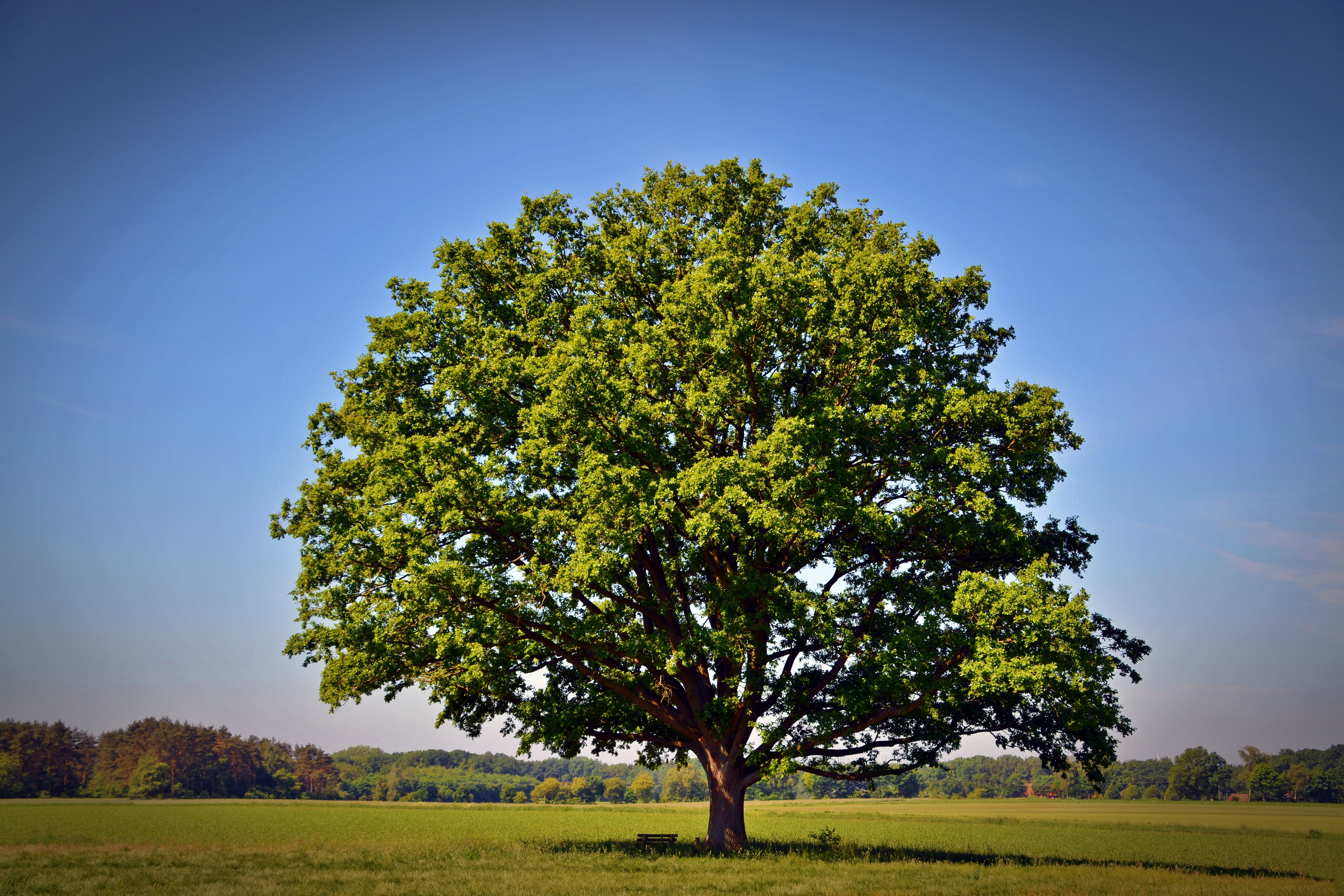 summer, growth, environment, clear sky, tree, season, sky, mood, tranquility, field, old oak, tranquil scene, forest, grass, landscape, rural scene, beauty in nature, HD Wallpaper