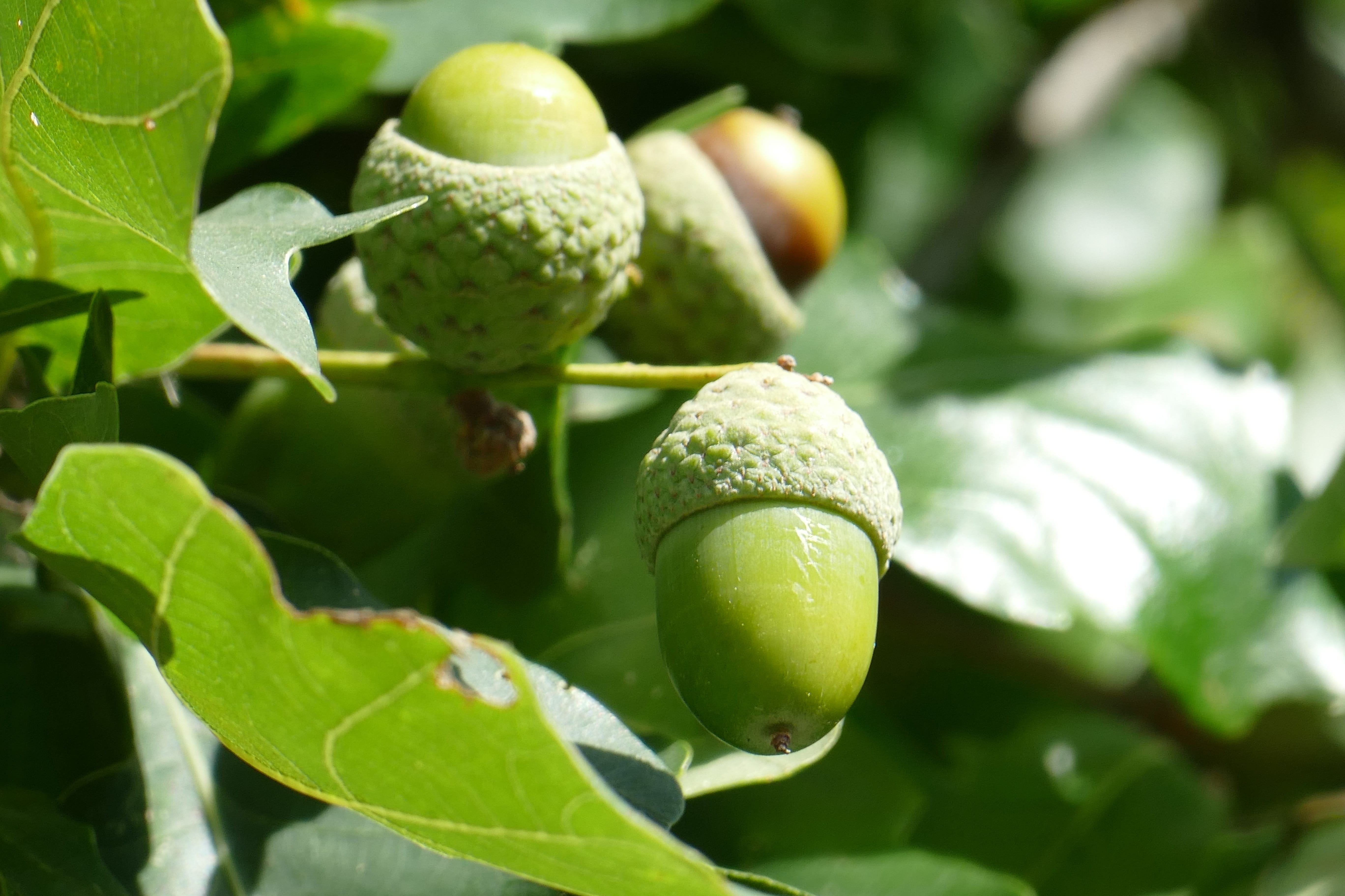 unripe, green, day, nature, beauty in nature, plant part, plant, oak leaves, wellbeing, macro, growth, focus on foreground, outdoors, close-up, close up, HD Wallpaper