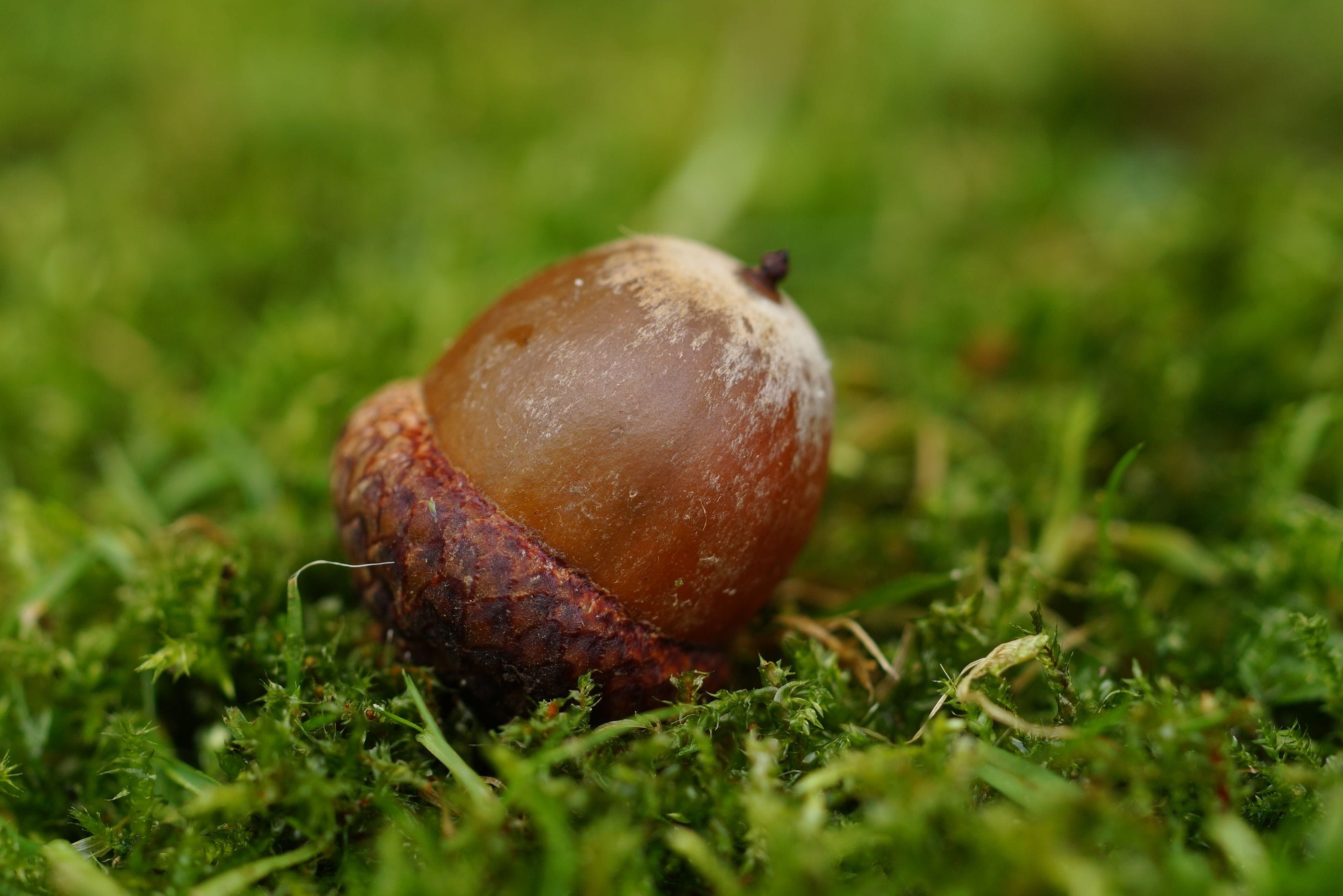 brown, close-up, Fruit, no people, green color, fall, autumn, snail, grass, animal, outdoors, animal themes, food and drink, green, day, plant, german oak, HD Wallpaper